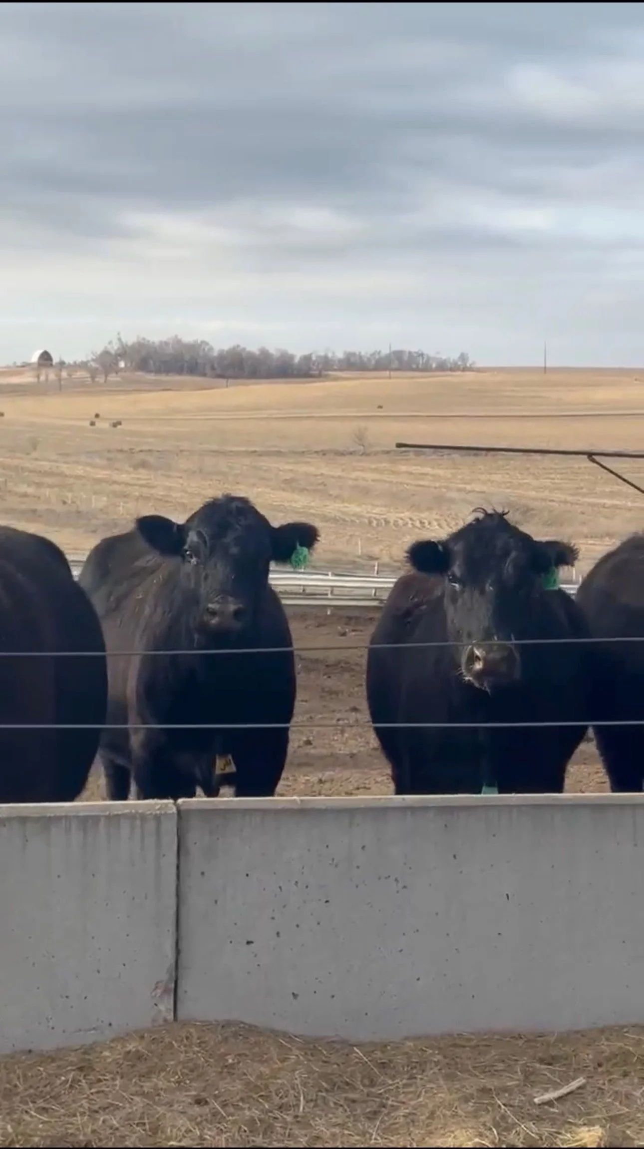 80 Fancy Black BWF + Few Reds 3-5 yr Olds Bred to Simmy Angus and Hereford bulls