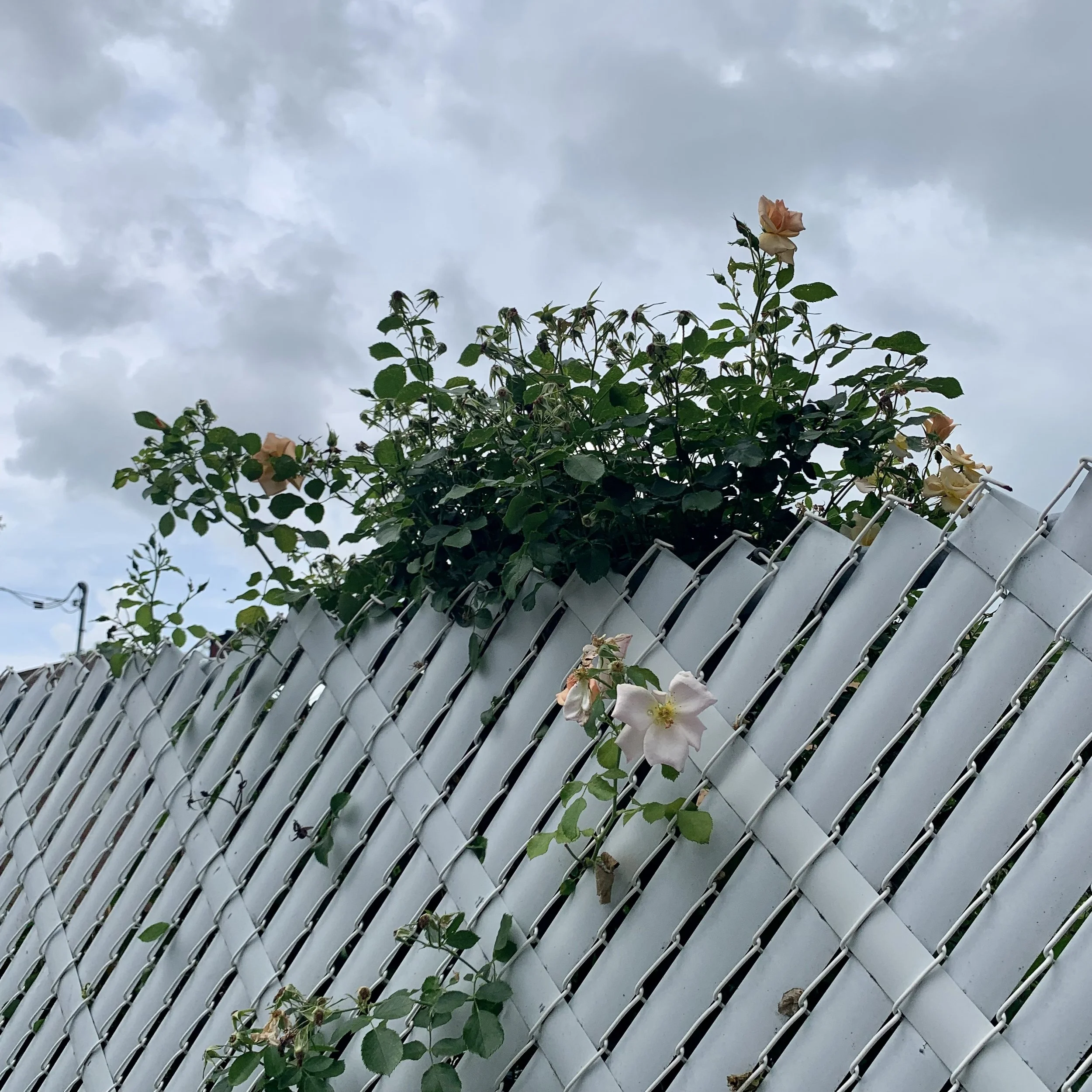 st-amand_draps-et-fleurs-01_photo-numerique_2026.jpeg.jpeg