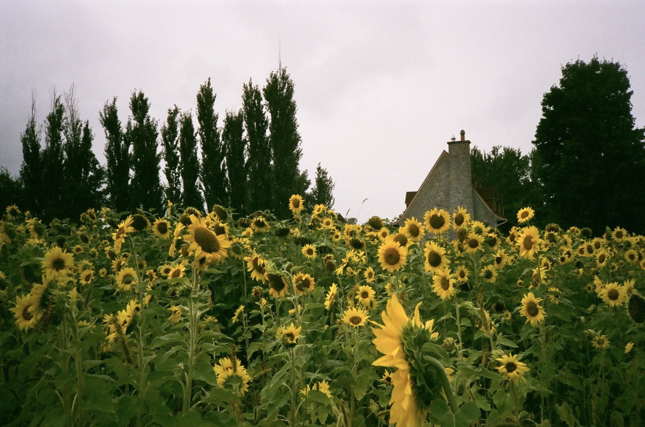 les-tournesols-de-l-Ile_2.jpg
