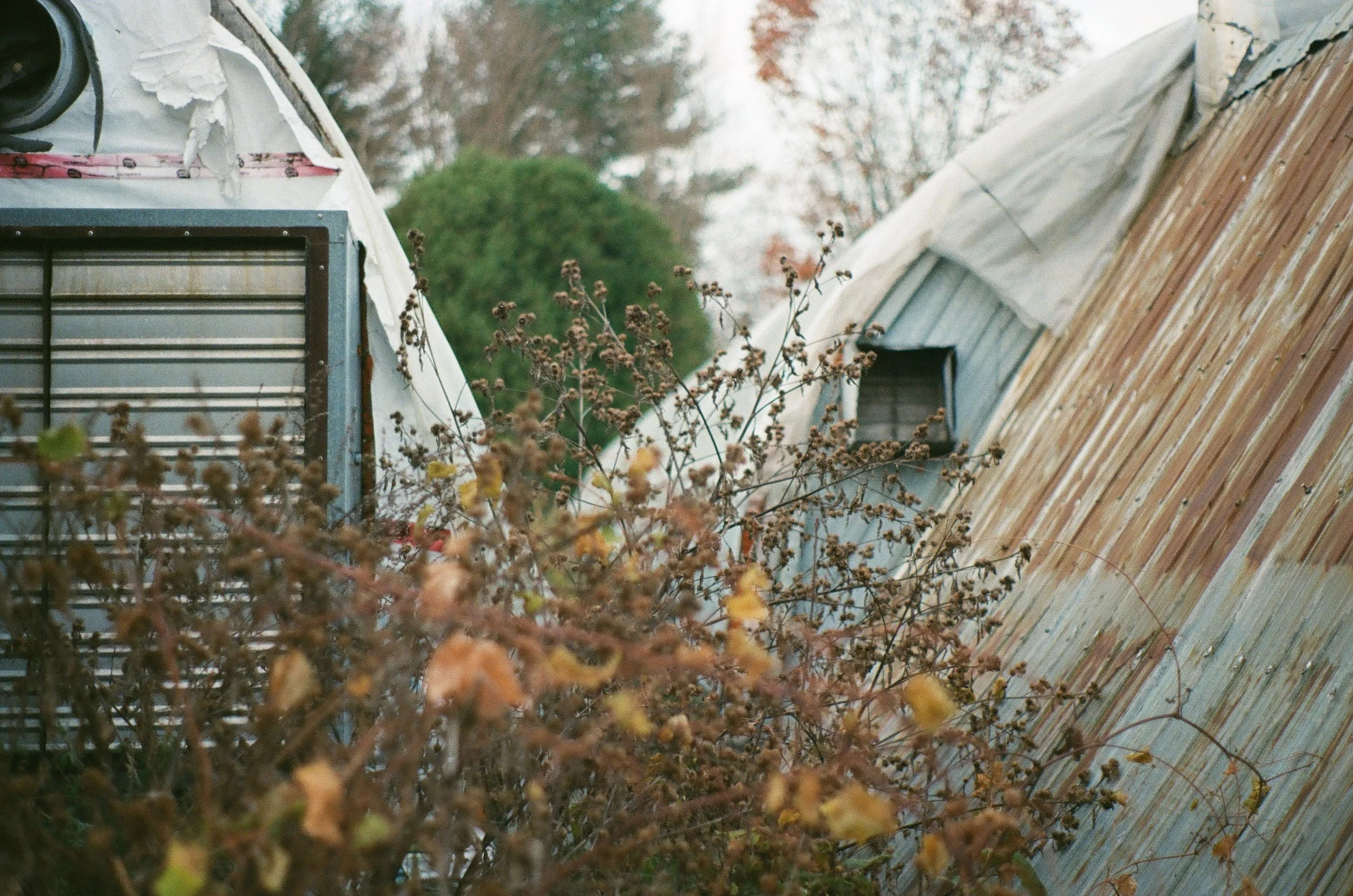 série « murmures », photographie argentique, automne 2021