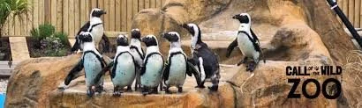 Call of the Wild Zoo
