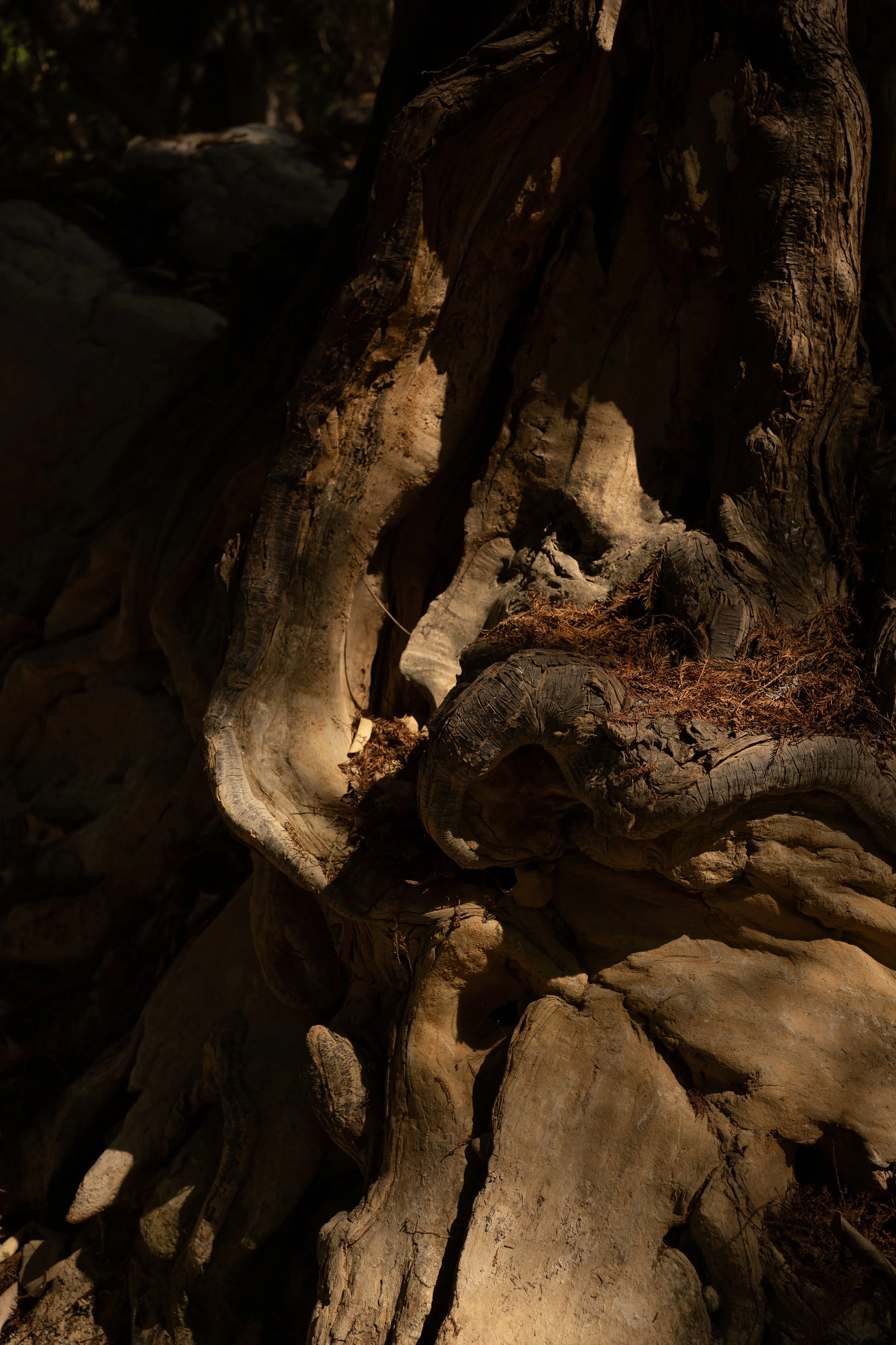 RACINE retraite écriture, arts, écriture sensible, cercle de parole nature, plantes médicinales d’automne, lignée et racines, retraite créativité, retraite nourriture âme, retraite restauration Camille Pelloux