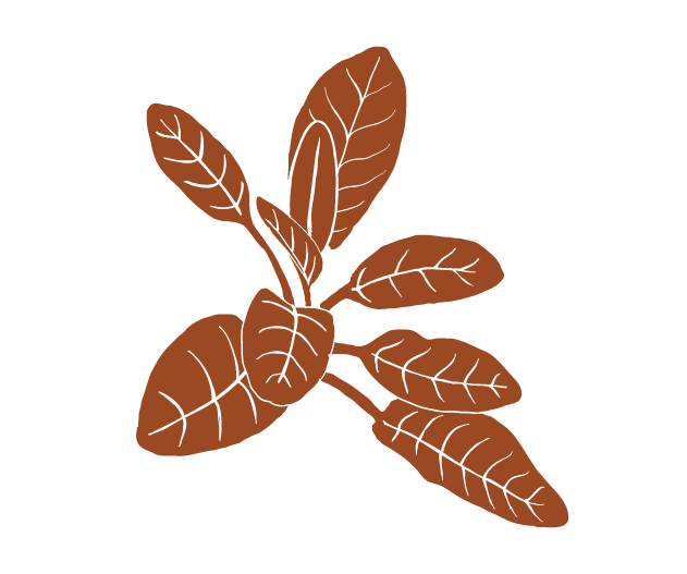 Les bases d'usage des plantes médicinales