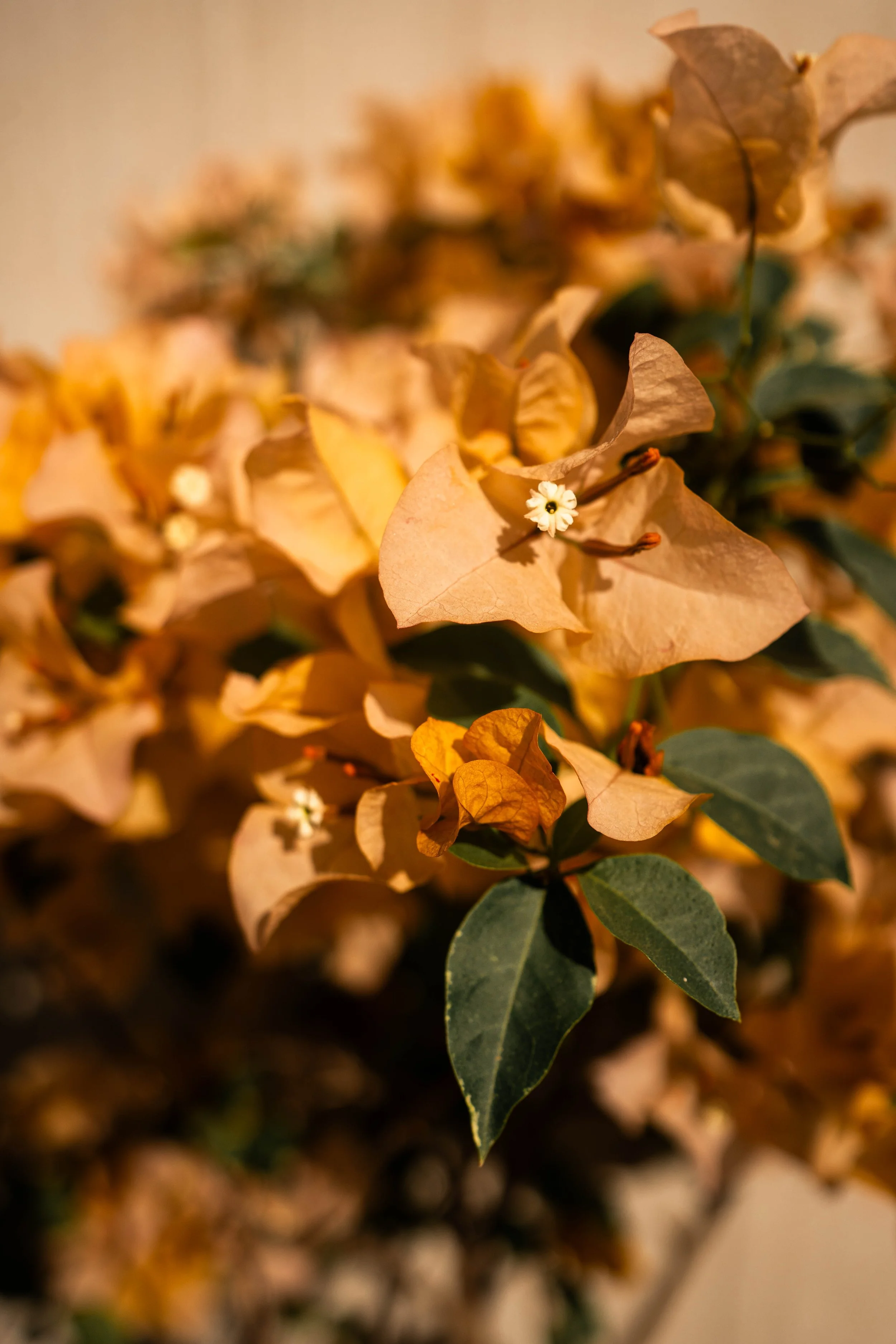 Déa Terra dea terra Camille Pelloux herboriste, formatrice stage retraite école en ligne naturopathie herboristerie transmission santé holistique traditionnelle européenne formation e-learning workshop écologie éco-responsabilité podcast santé plante