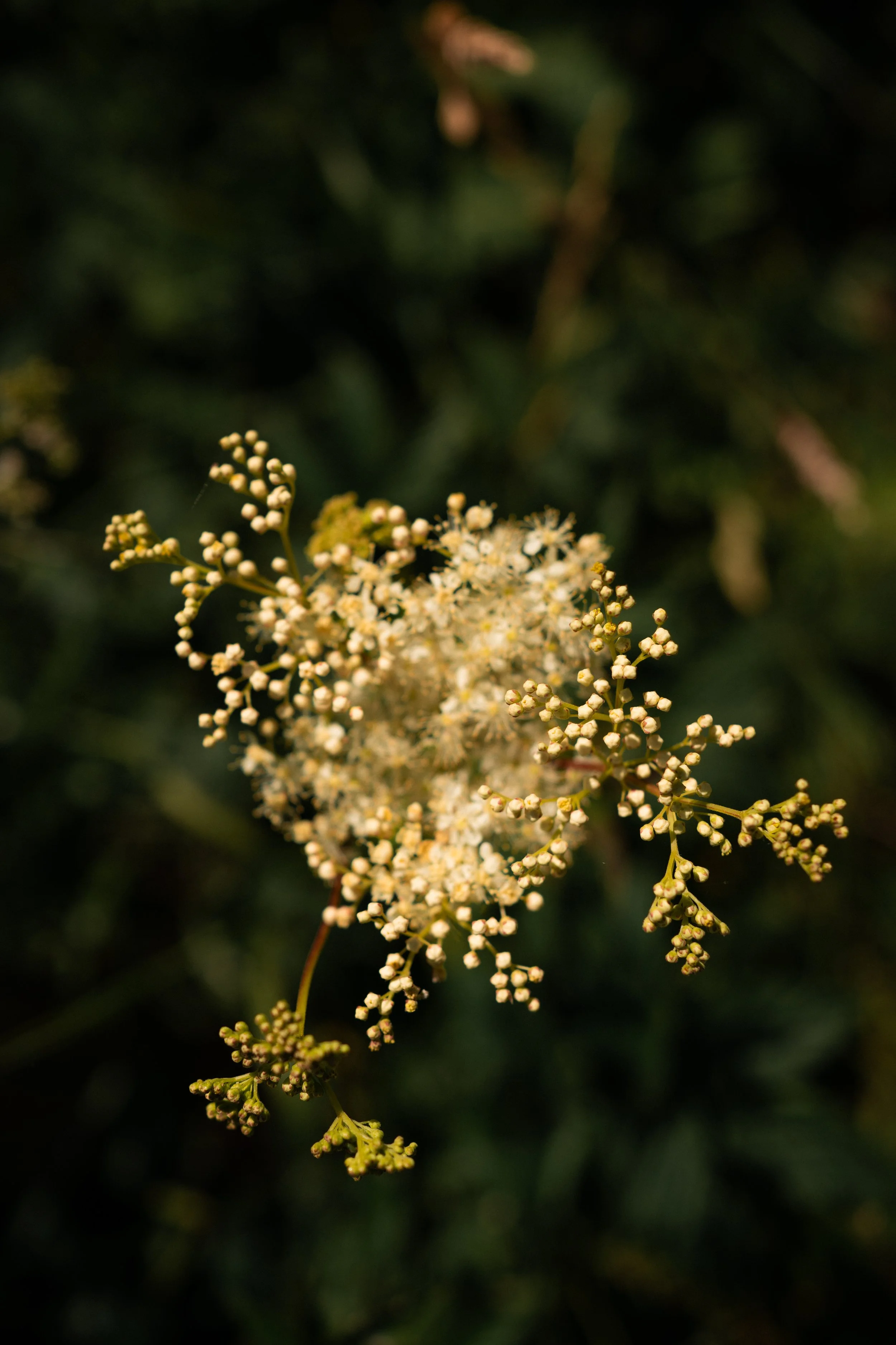 Déa Terra dea terra deaterra Camille Pelloux, formatrice stage retraite école en ligne naturopathie herboristerie transmission santé holistique traditionnelle européenne formation e-learning workshop écologie éco-responsabilité podcast santé plante