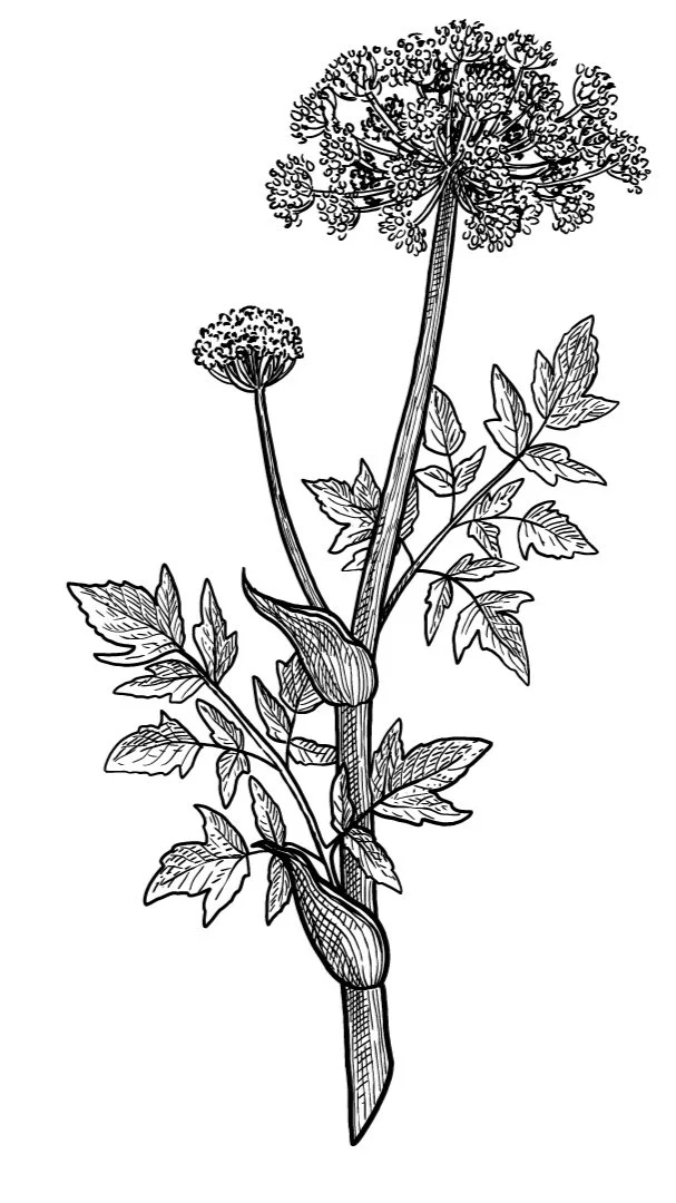 Déa Terra dea terra deaterra Camille Pelloux, formatrice stage retraite école en ligne naturopathie herboristerie transmission santé holistique traditionnelle européenne formation e-learning workshop écologie éco-responsabilité podcast santé plante