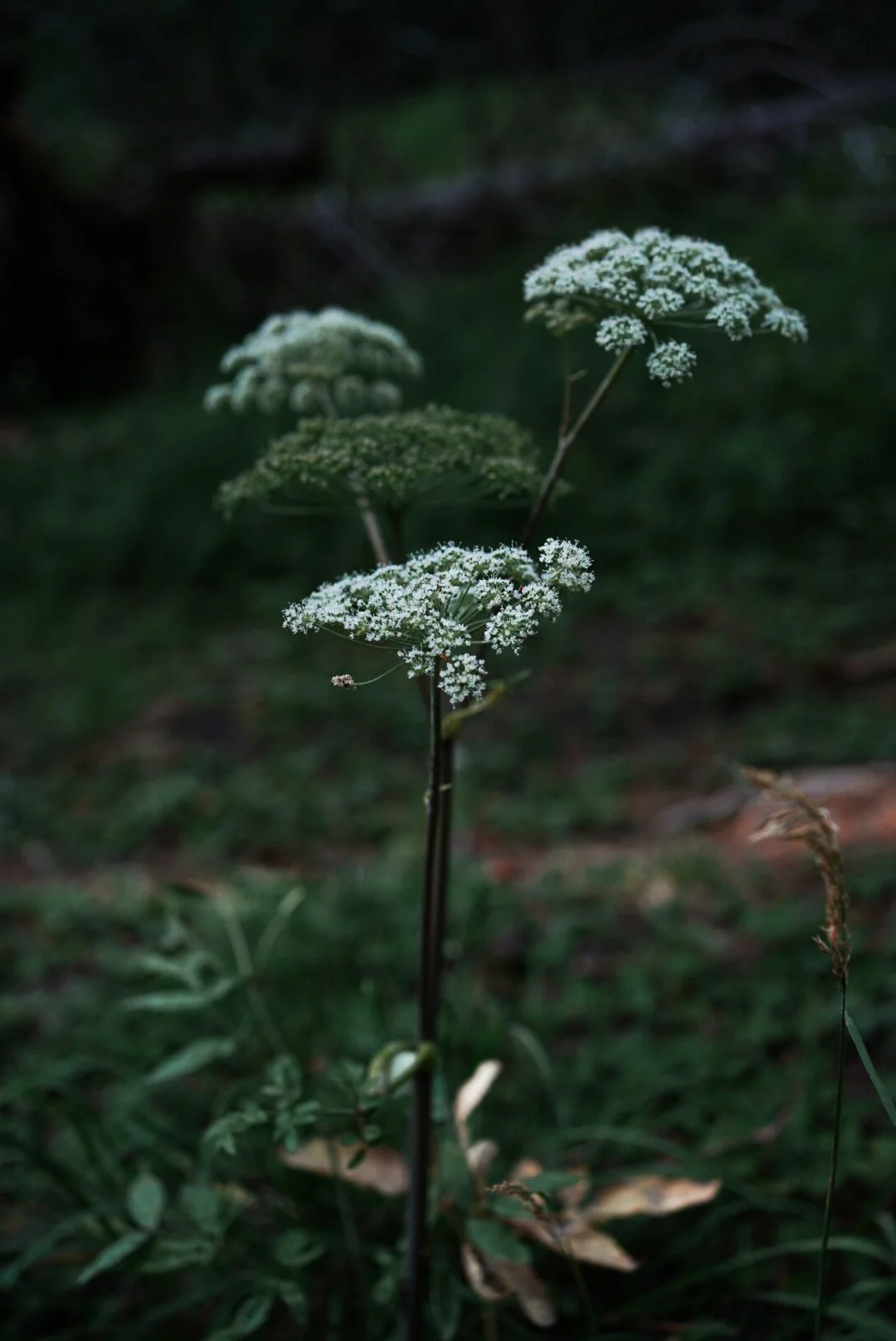 Déa Terra dea terra deaterra Camille Pelloux, formatrice stage retraite école en ligne naturopathie herboristerie transmission santé holistique traditionnelle européenne formation e-learning workshop écologie éco-responsabilité podcast santé plante