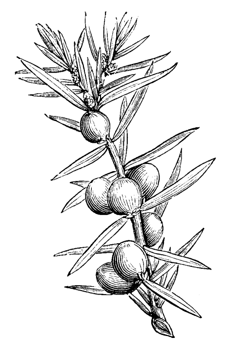 Déa Terra dea terra deaterra Camille Pelloux, formatrice stage retraite école en ligne naturopathie herboristerie transmission santé holistique traditionnelle européenne formation e-learning workshop écologie éco-responsabilité podcast santé plante