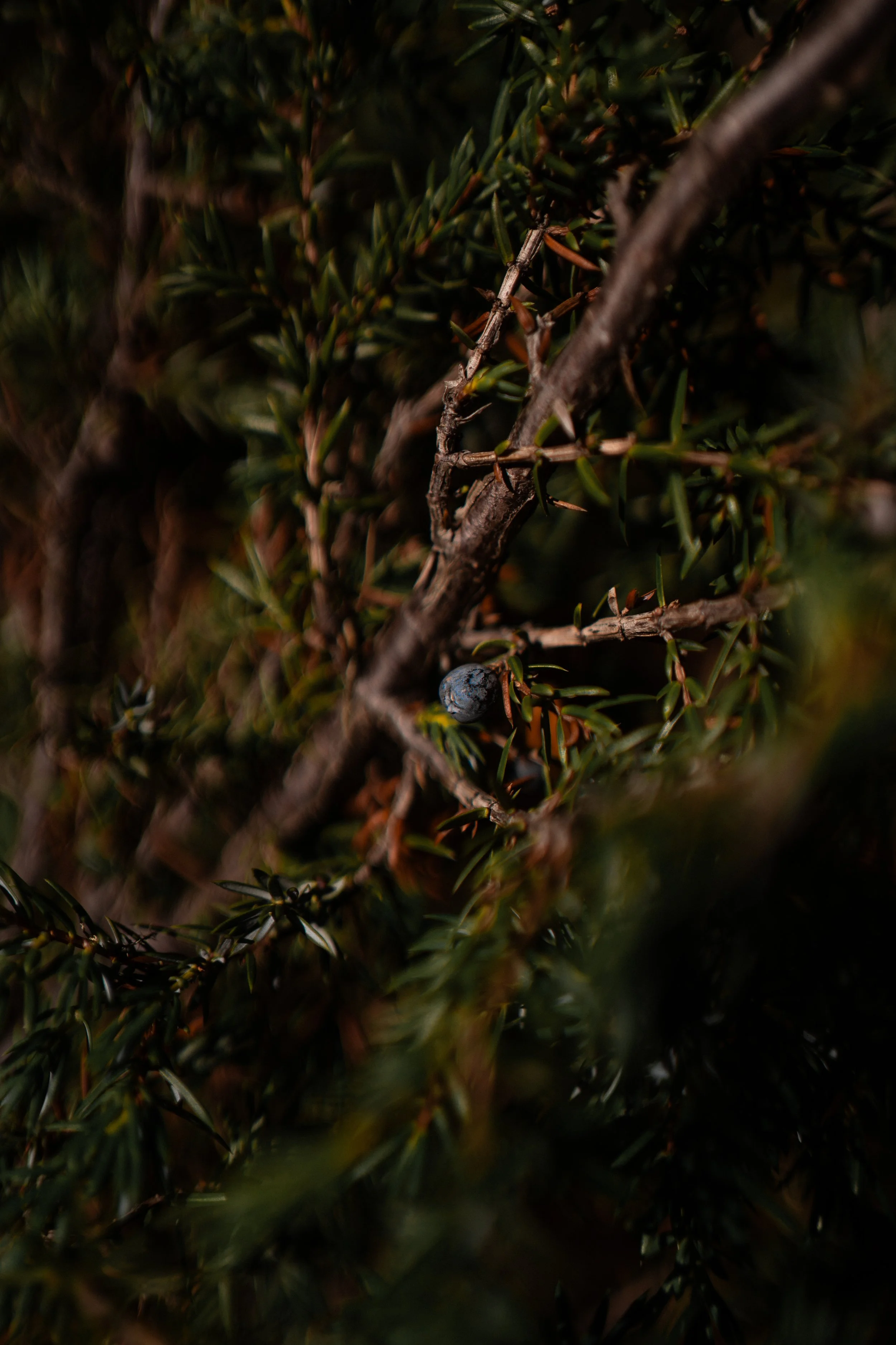 Déa Terra dea terra deaterra Camille Pelloux, formatrice stage retraite école en ligne naturopathie herboristerie transmission santé holistique traditionnelle européenne formation e-learning workshop écologie éco-responsabilité podcast santé plante