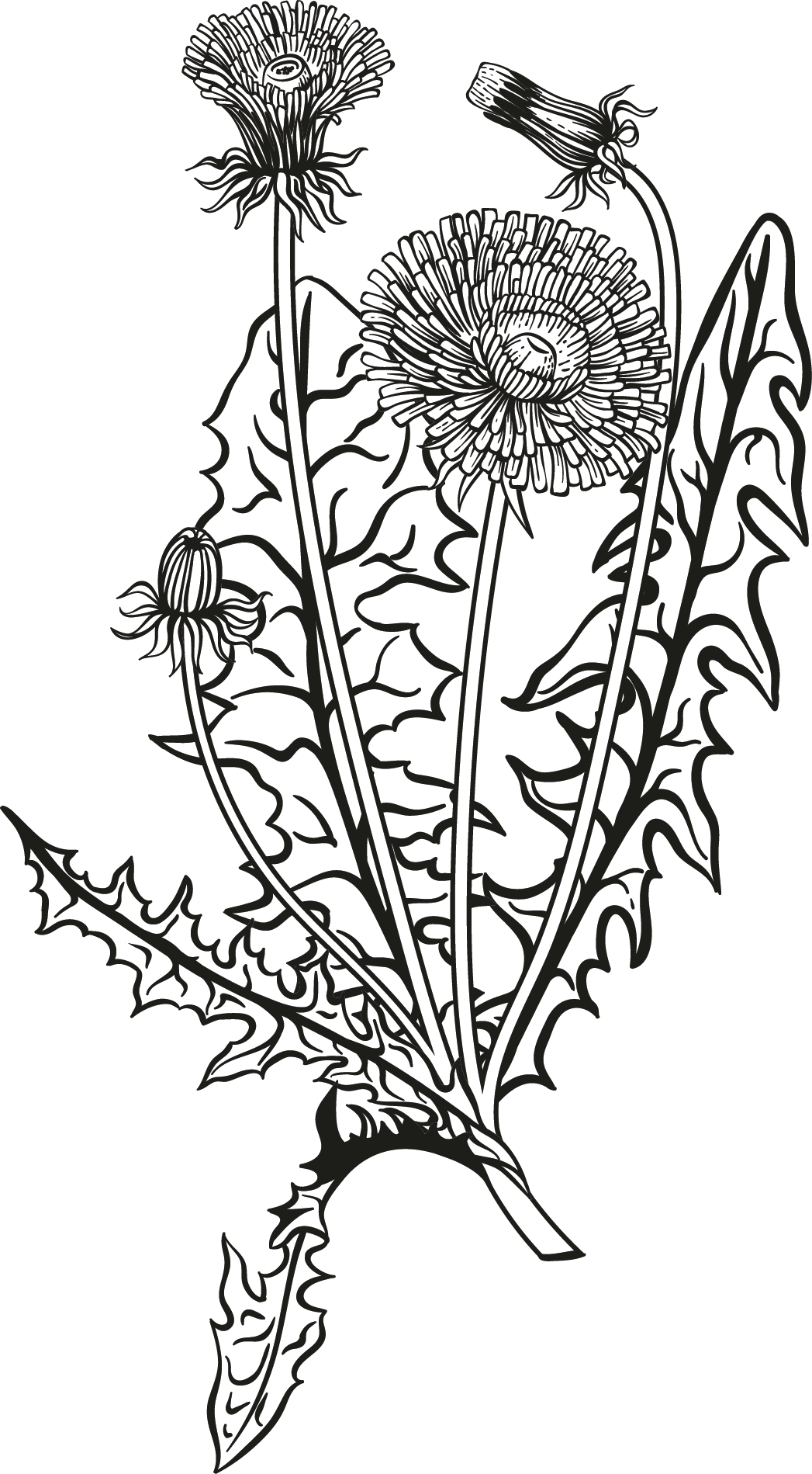 Déa Terra dea terra deaterra Camille Pelloux, formatrice stage retraite école en ligne naturopathie herboristerie transmission santé holistique traditionnelle européenne formation e-learning workshop écologie éco-responsabilité podcast santé plante