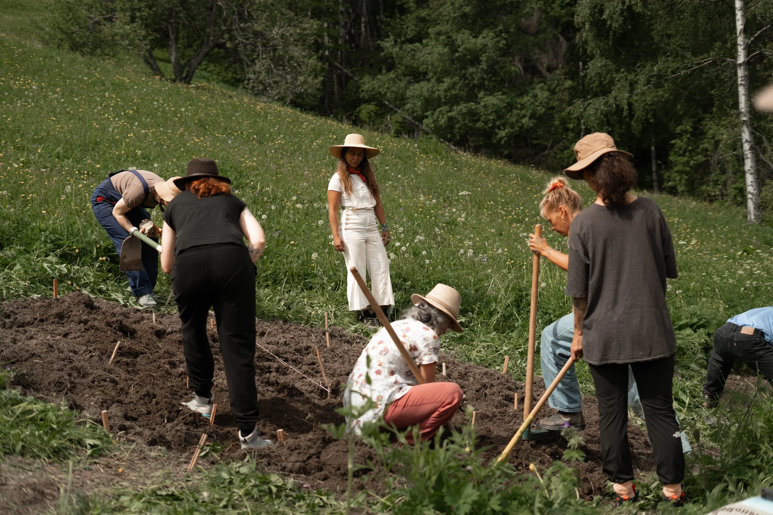 stage syntropie plantes médicinales, agroécologie plantes médicinales, agriculture syntropique, agroforesterie, agriculture régénérative, plantes médicinales, jardin en syntropie, herboriste paysanne, Camille Pelloux, Nat Muguet