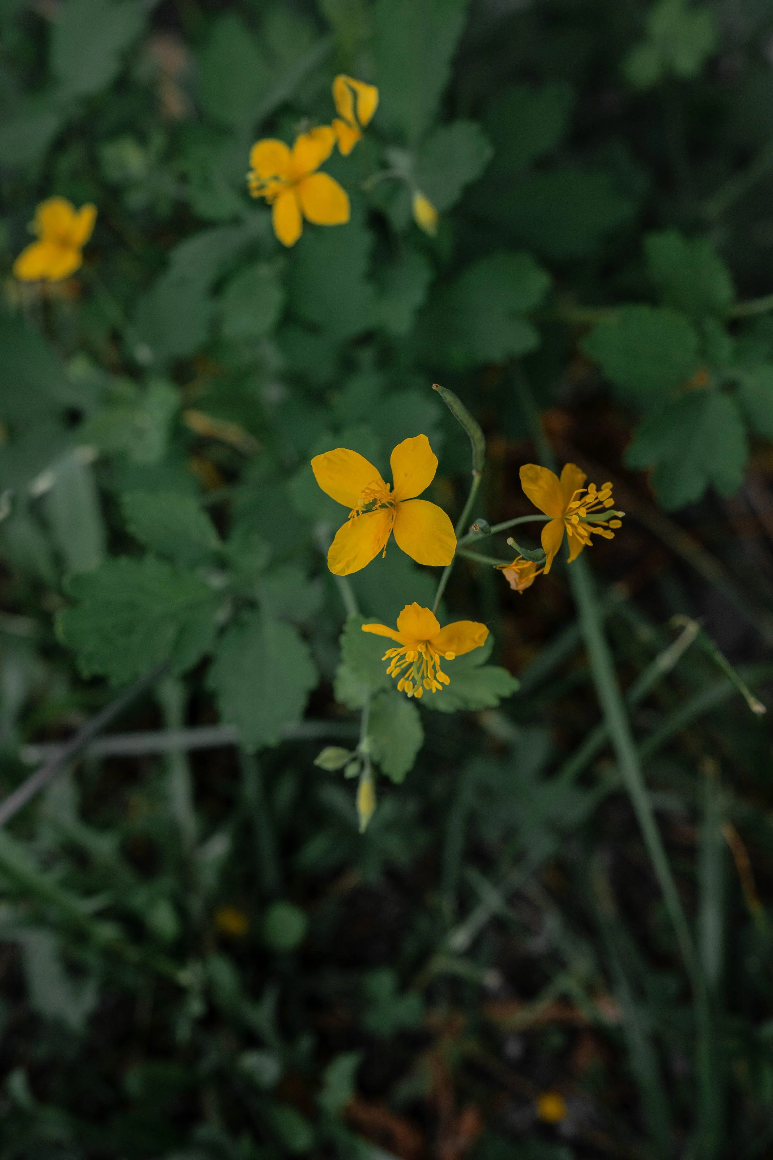 Chelidonium majus.jpg