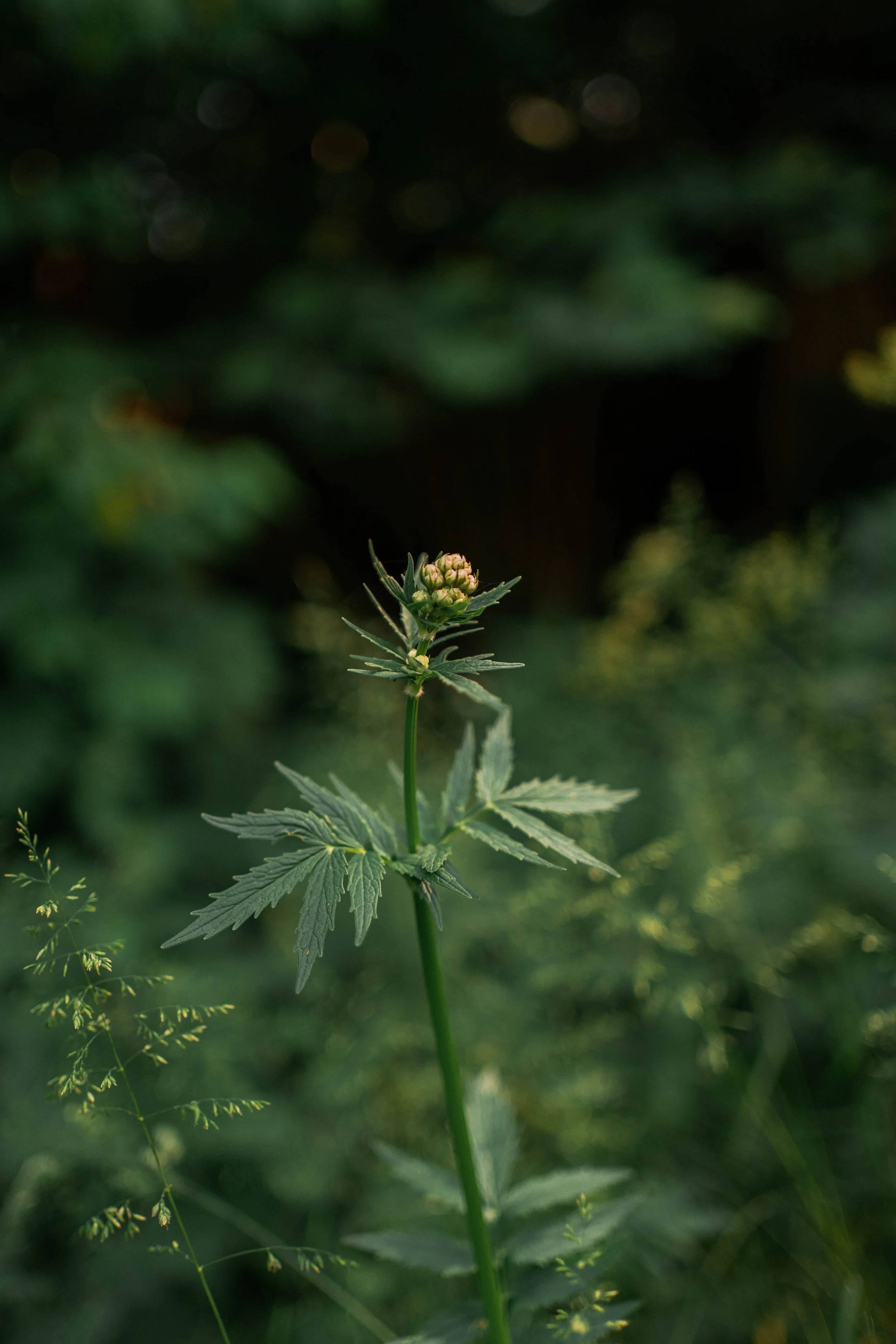 Valeriana officinalis.jpg
