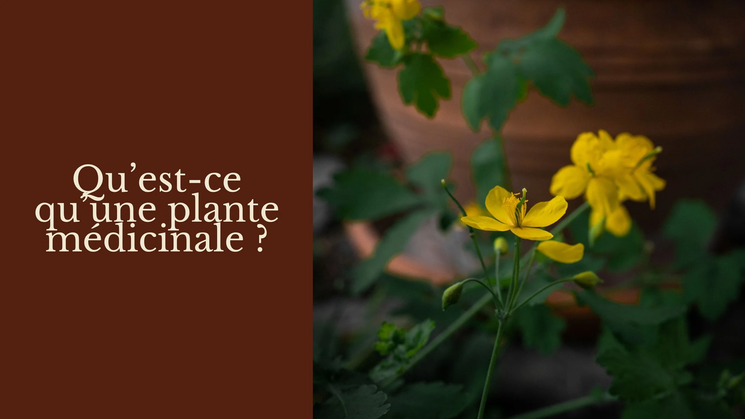 Une image présentant une plante médicinale à fleurs jaunes avec une légende en français : "Qu’est-ce qu’une plante médicinale ?"