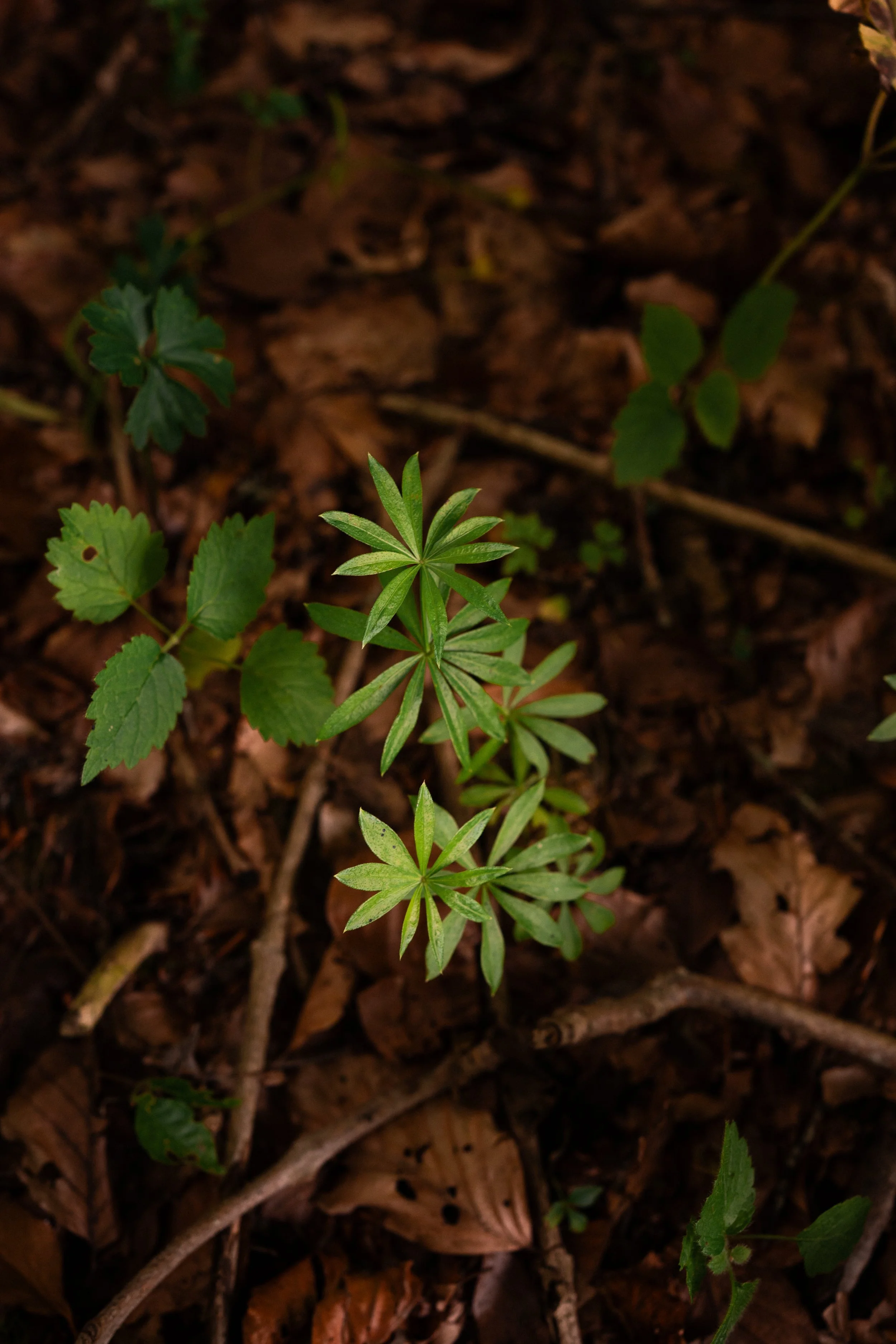 ASPERULE ODORANTE .jpeg