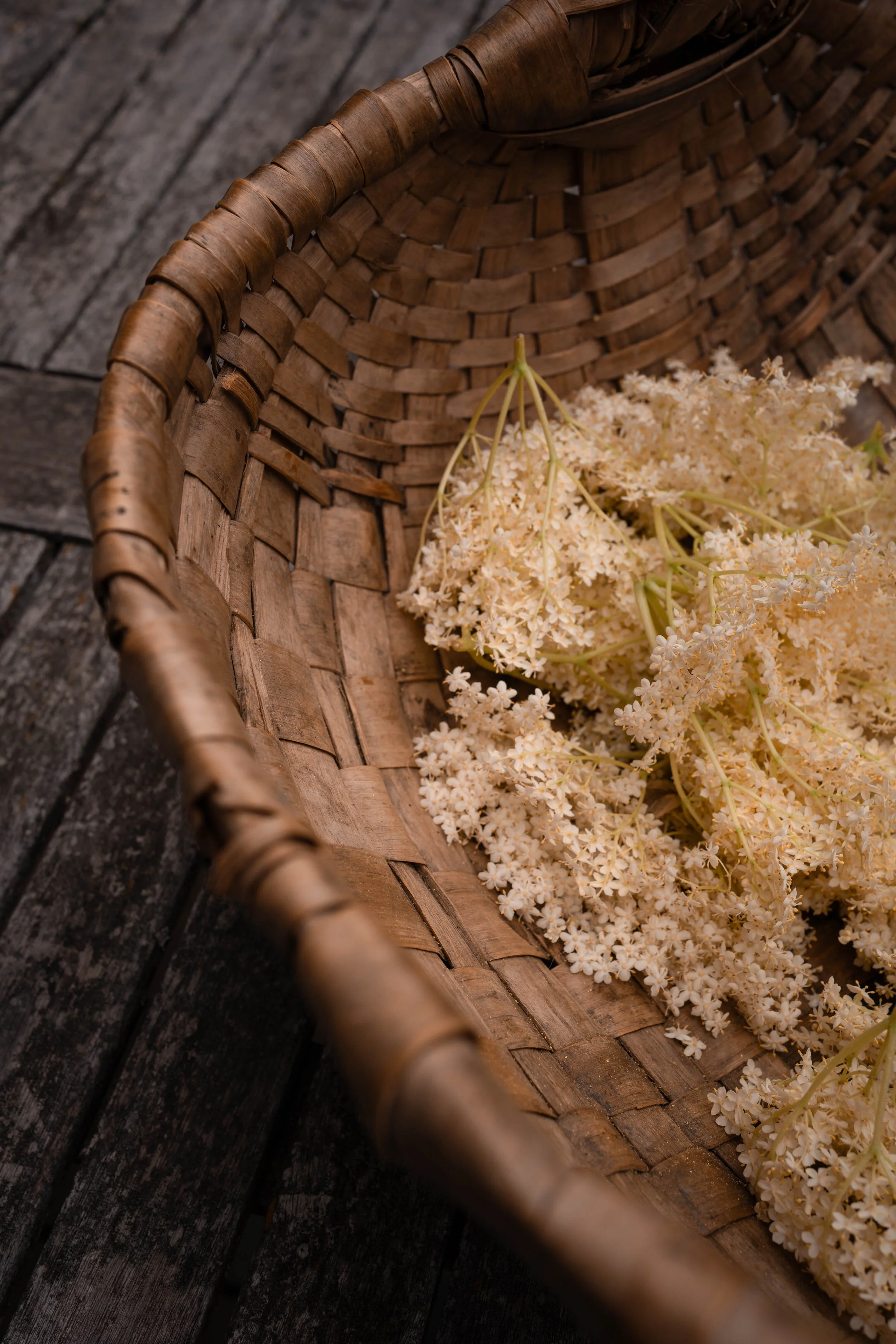 Sureau noir Sambucus nigra 3.jpg