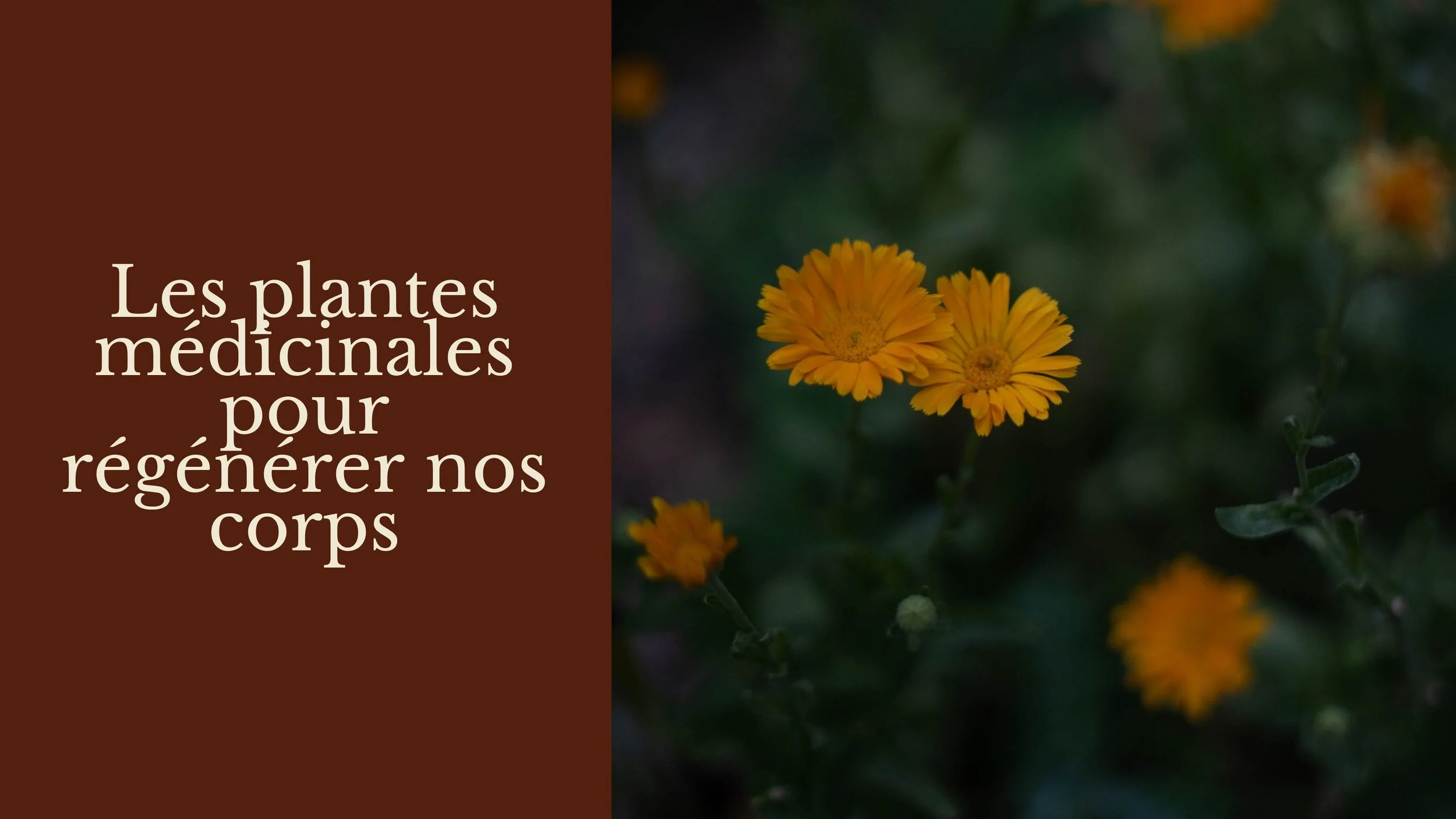 Le titre de l'image est « Les plantes médicinales pour régénérer nos corps » sur un fond marron, avec une photo de fleurs jaunes (possiblement calendula) en arrière-plan.