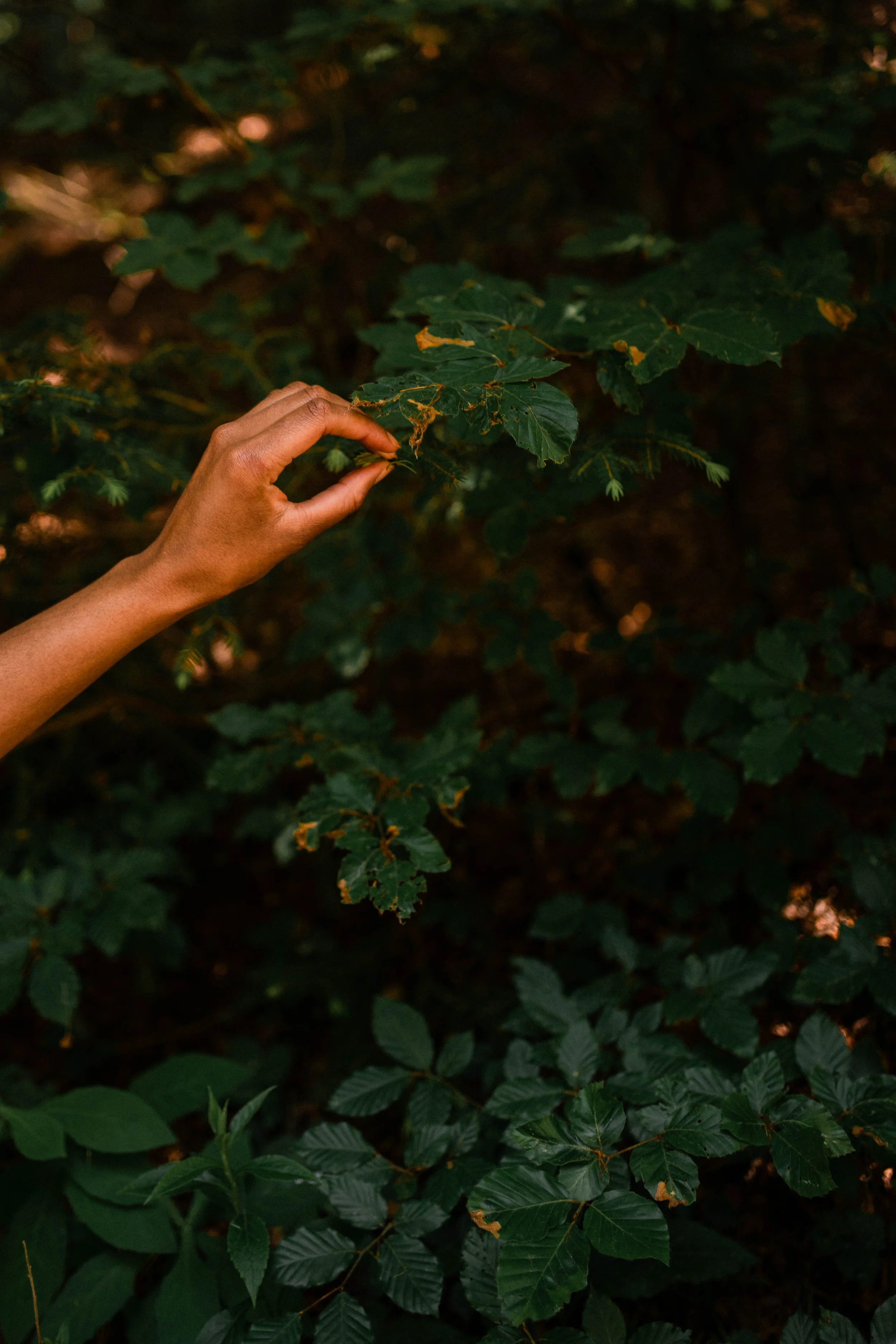 Bourgeons sapin Picea abies.jpg