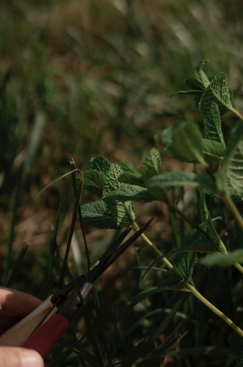 Captura de pantalla 2026-03-16 a la(s) 19.15.09.png