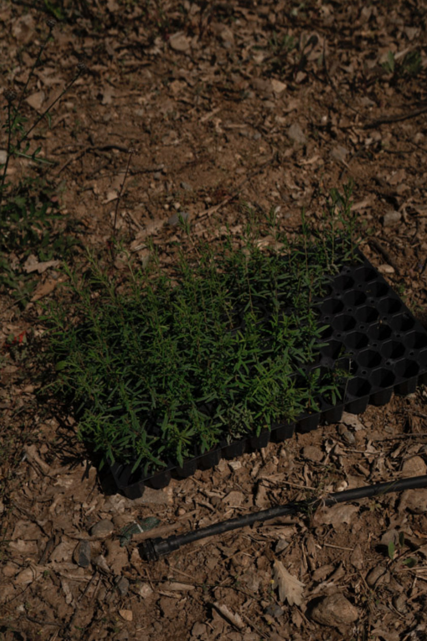 Captura de pantalla 2026-03-16 a la(s) 19.13.04.png