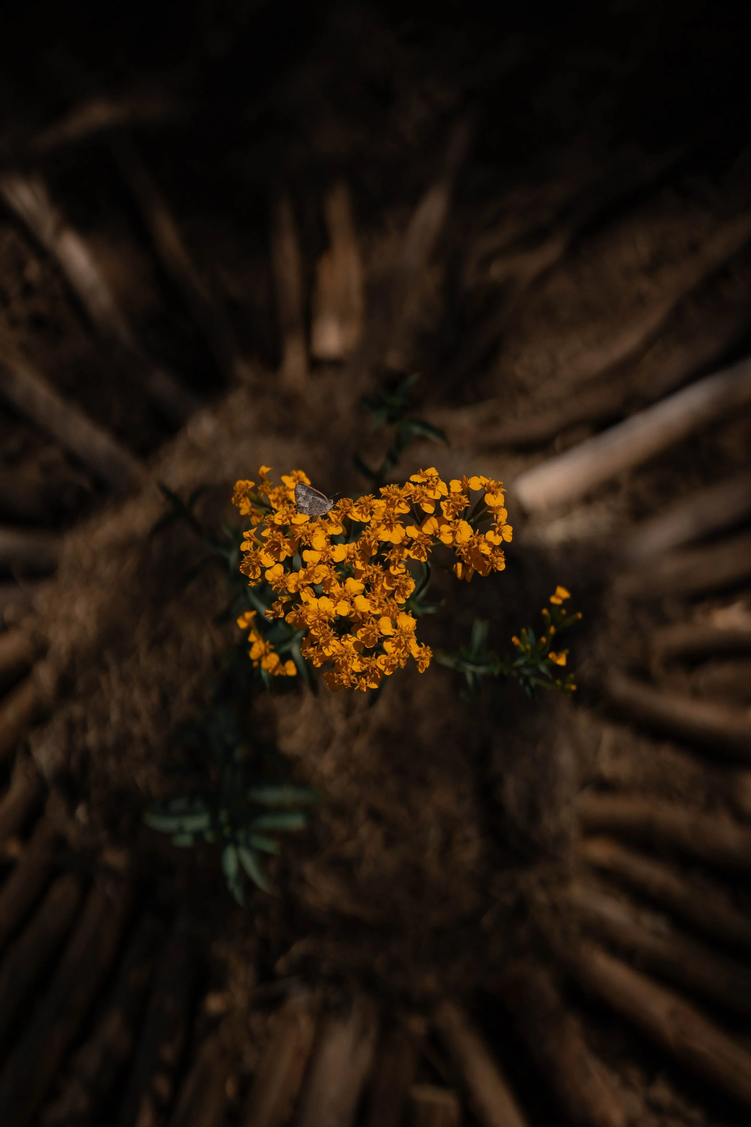 DSC03658.jpeg