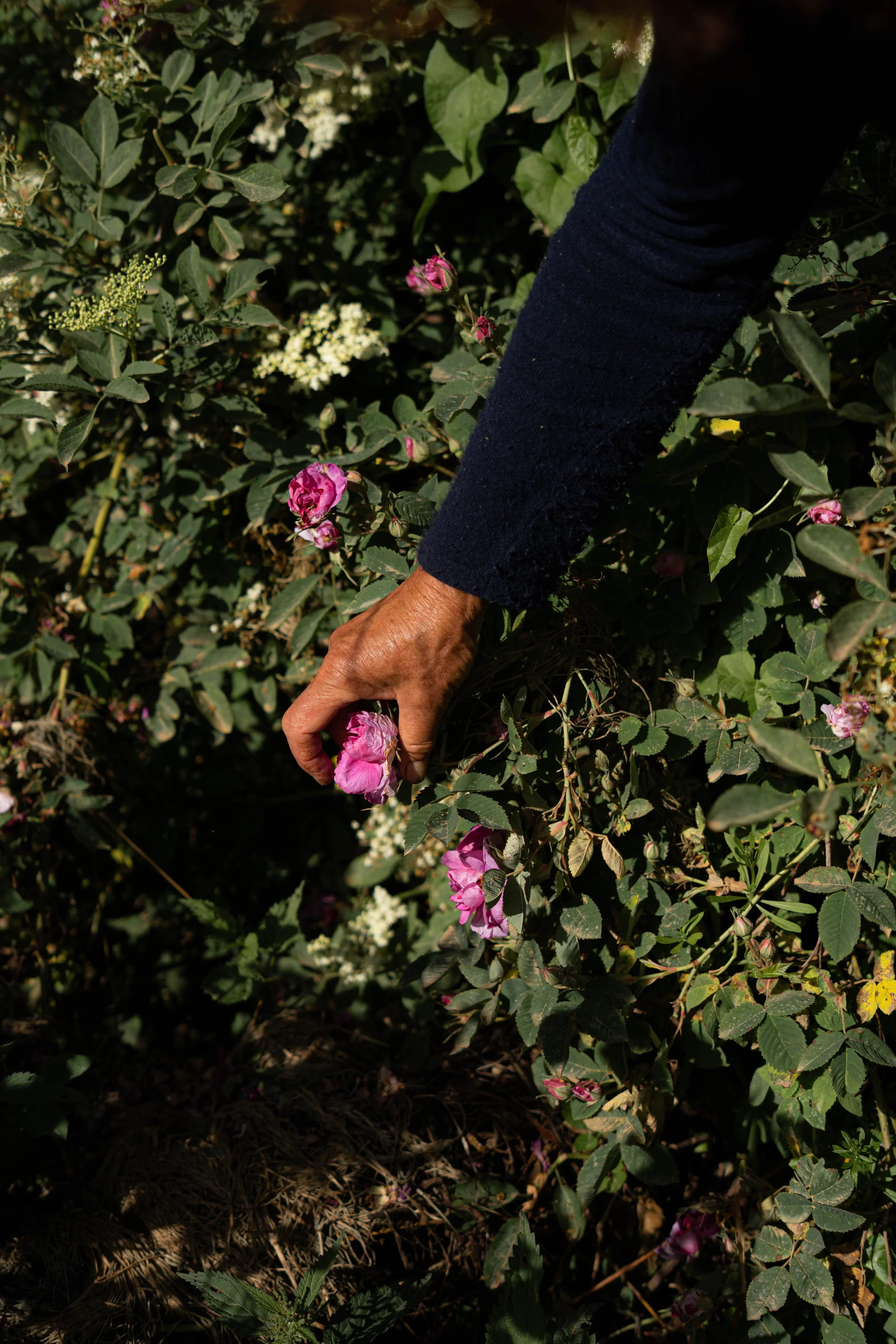 Jardin des hautes terres