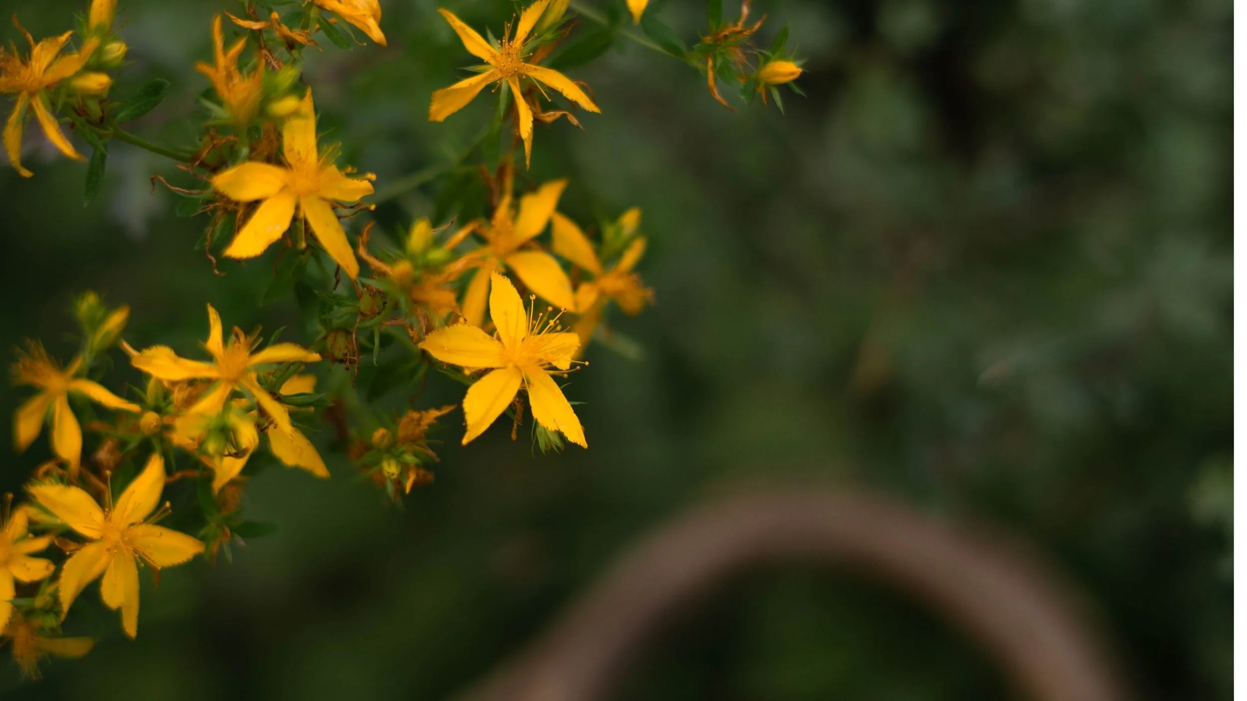 Fleurs jaunes en gros plan avec un fond flou vert.