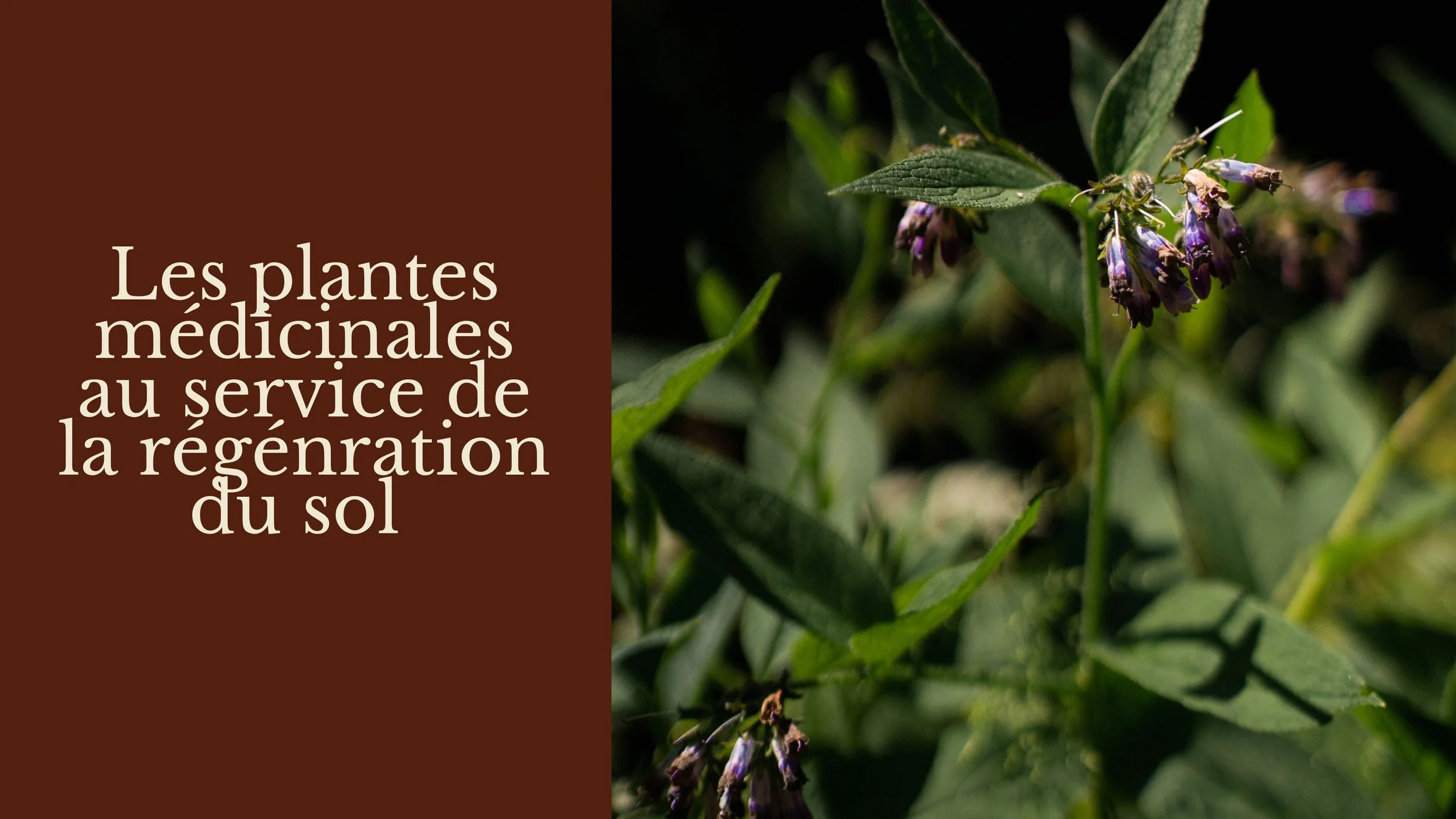 Couverture présentant des plantes médicinales utilisées pour la régénération du sol, avec un texte en français sur un fond marron, illustrant des feuilles et des fleurs de plantes médicinales.