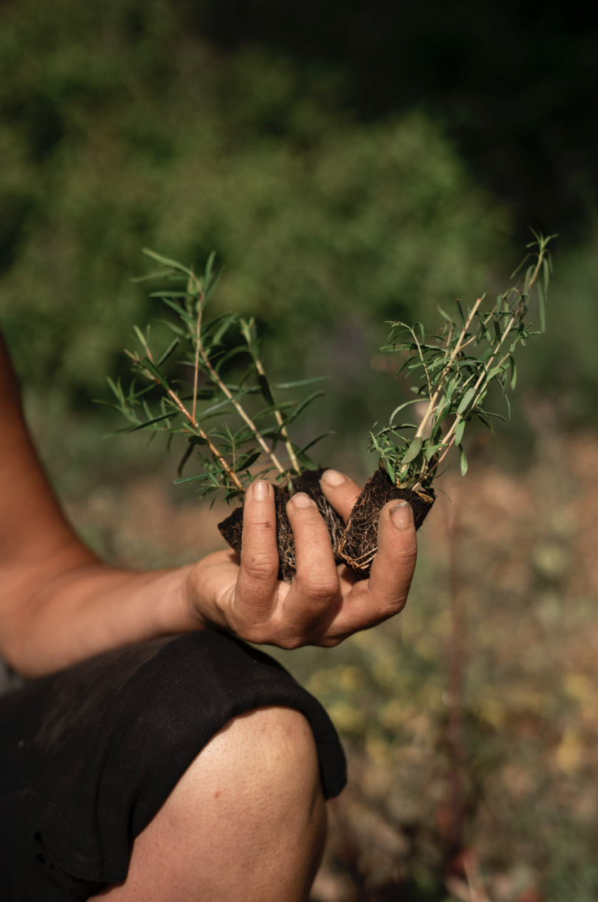 Captura de pantalla 2026-03-16 a la(s) 19.11.26.png