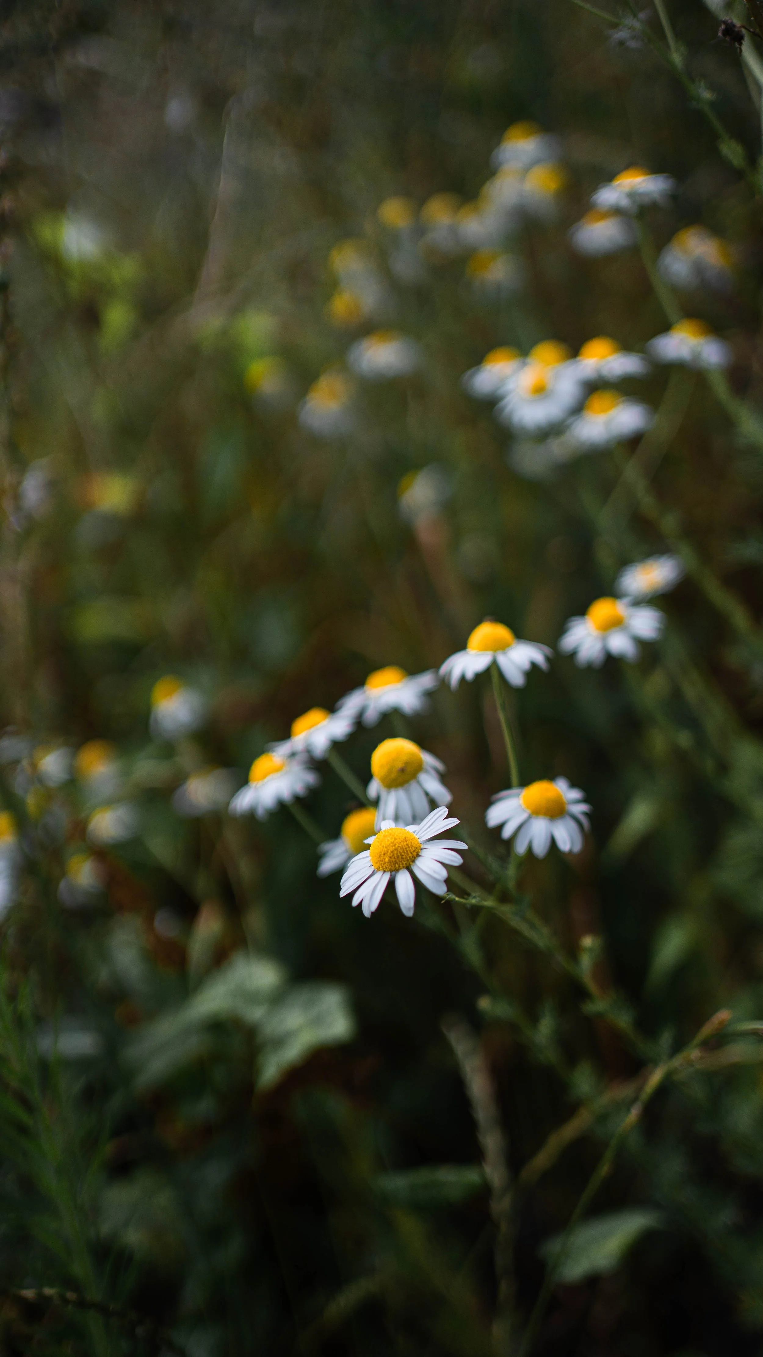 Camomille matricaire 3.jpg