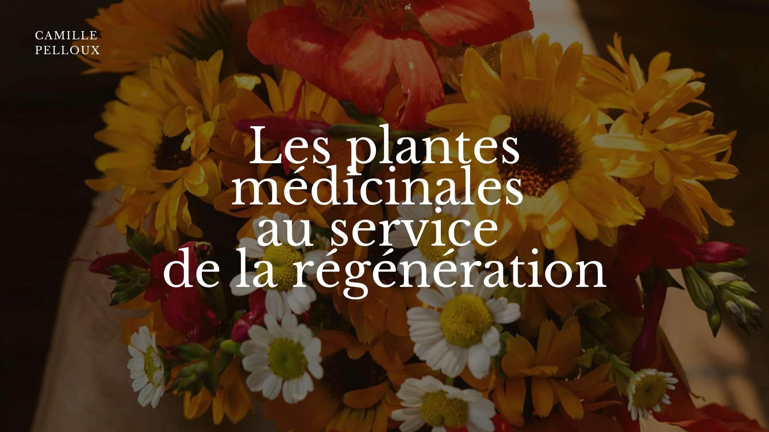 Un bouquet de fleurs colorées, principalement jaunes, blanches, oranges et rouges, avec le texte "Les plantes médicinales au service de la régénération" en surimpression.