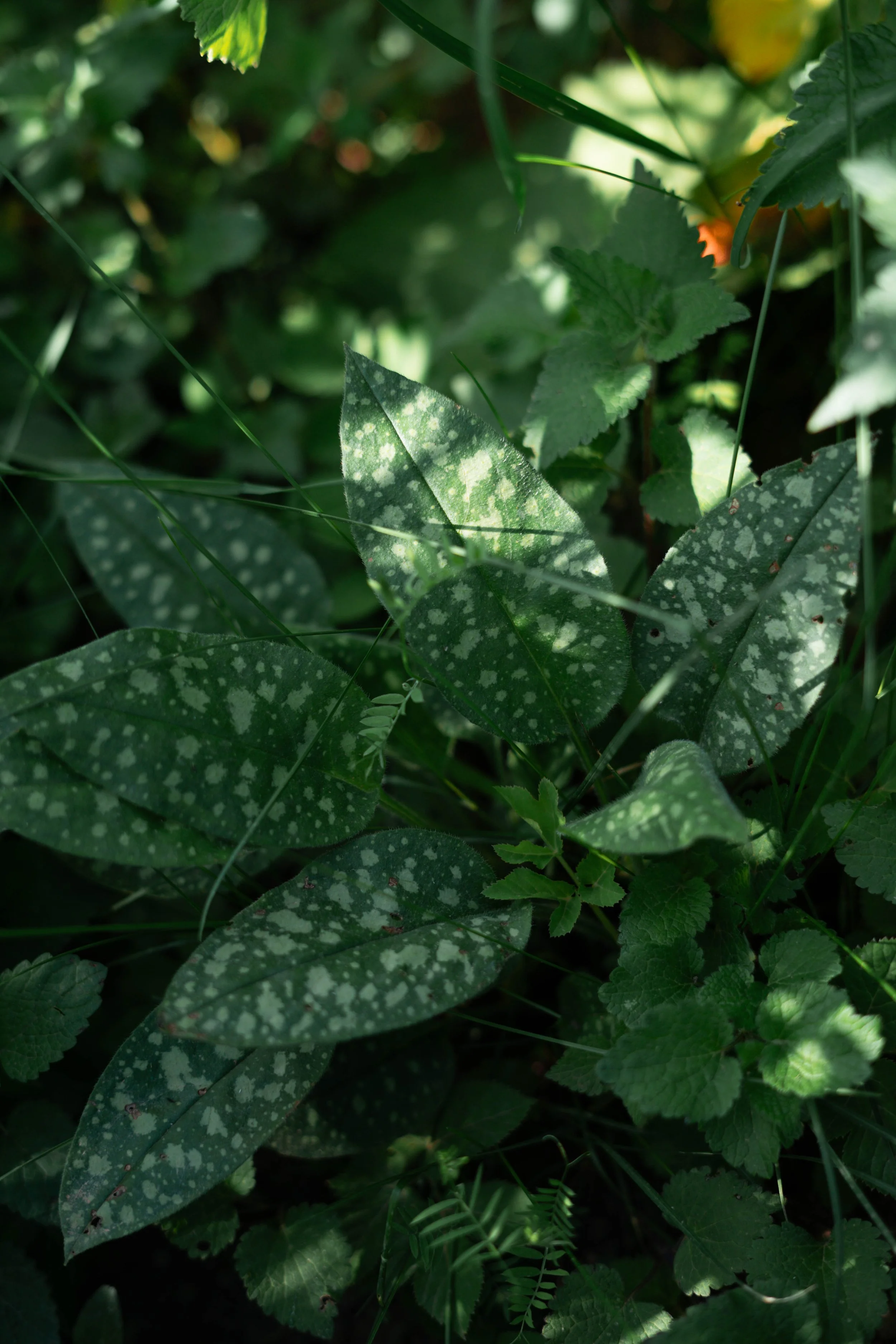 Pulmonaria saccharata Pulmonaire.jpg