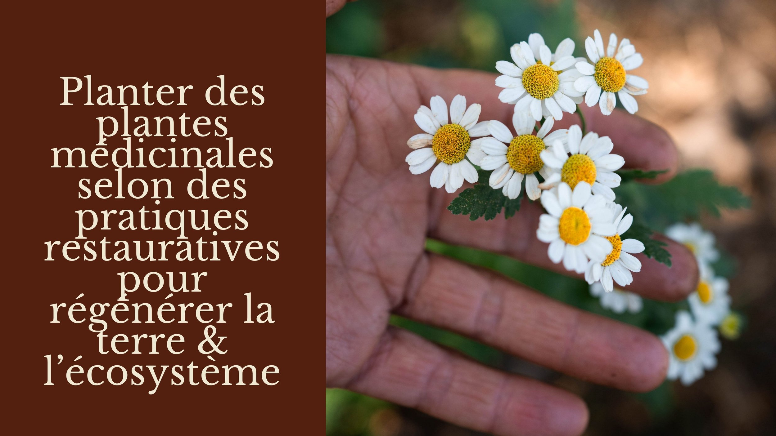 Main tenant des petits champignons blancs avec des centres jaunes, tenu par une main dans un environnement naturel.