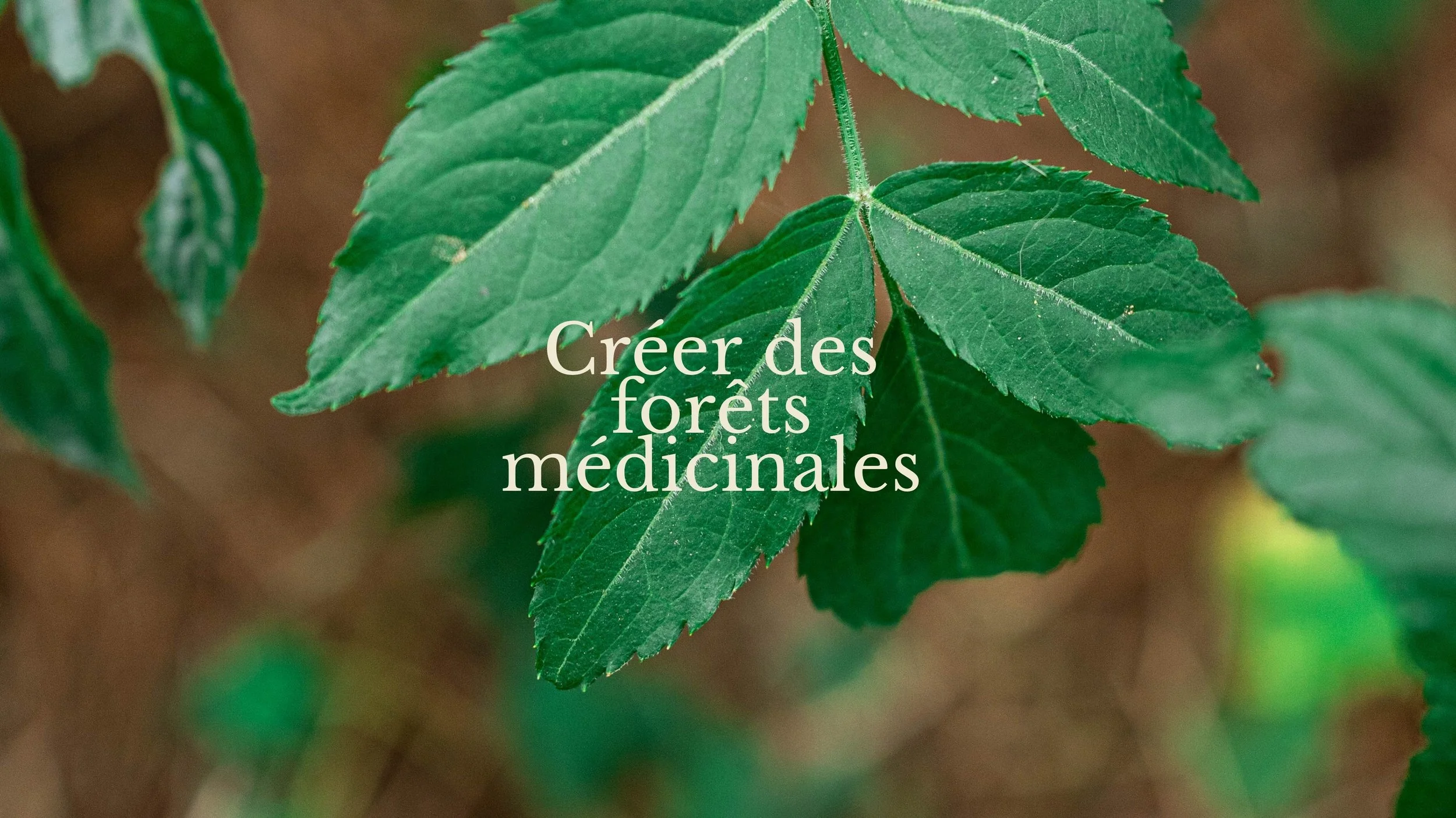 Feuilles vertes de plante médicinale avec texte en français 'Créer des forêts médicamenteuses'