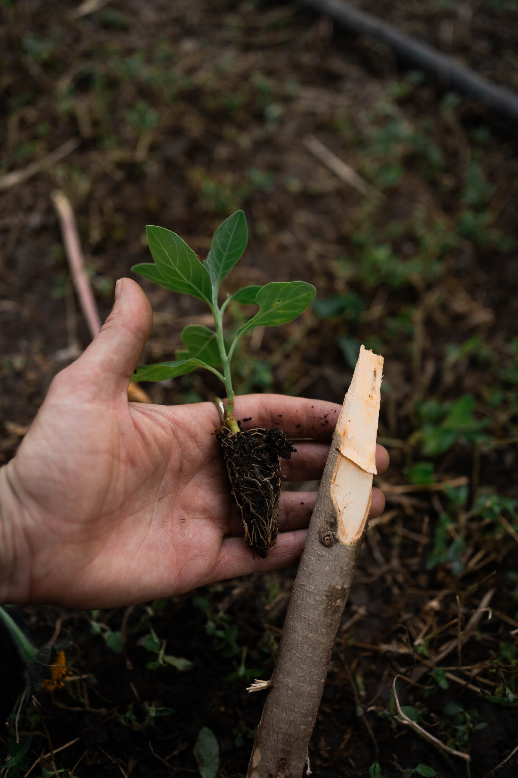 Camille Pelloux, Nat Muguet, stage syntropie plantes médicinales, stage agroécologie plantes médicinales, formation culture de plantes médicinales, agroforesterie, agriculture régénérative, agriculture syntropique, jardin en syntropie, culture de pla