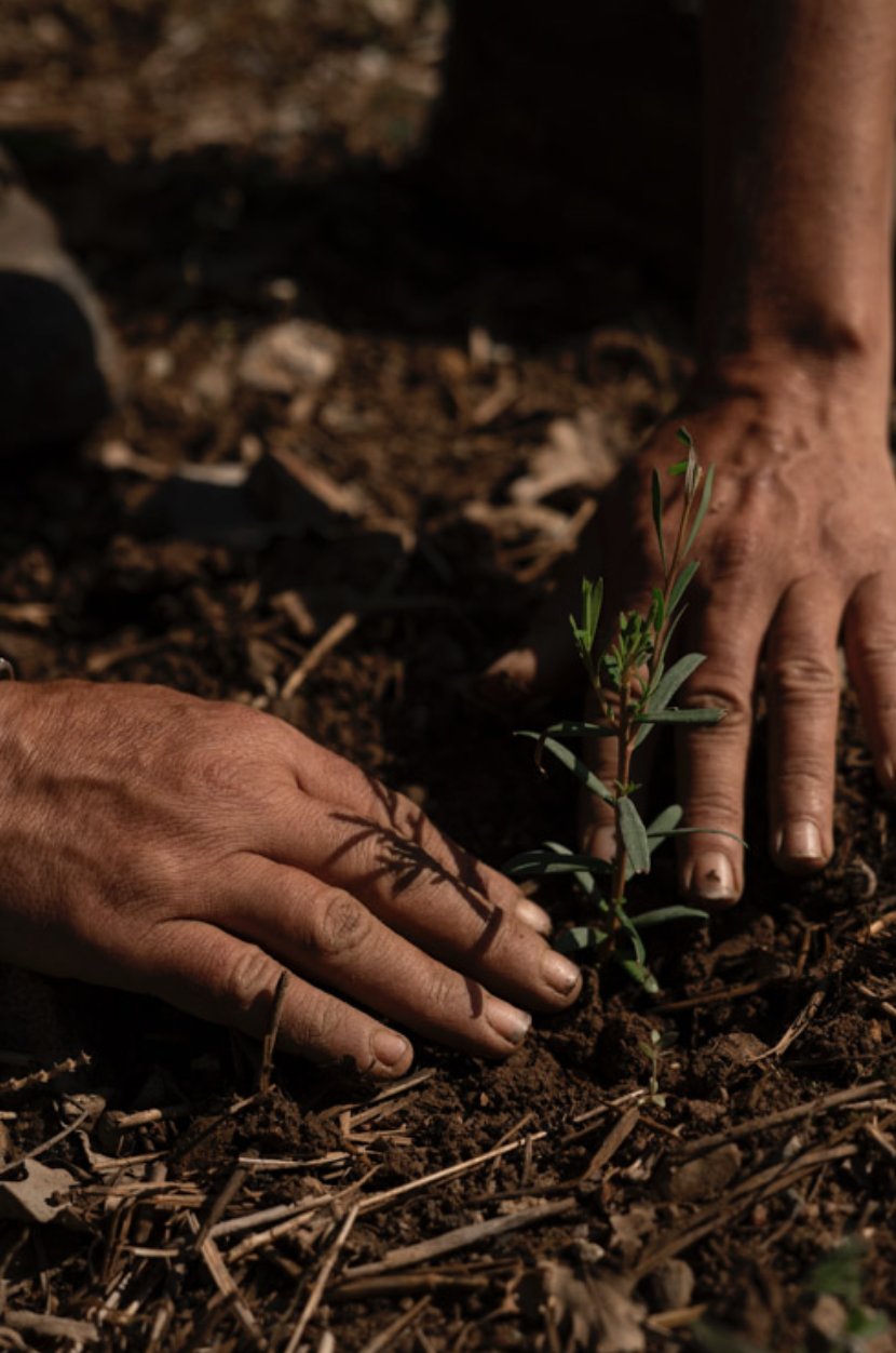 Captura de pantalla 2026-03-16 a la(s) 19.12.48.png