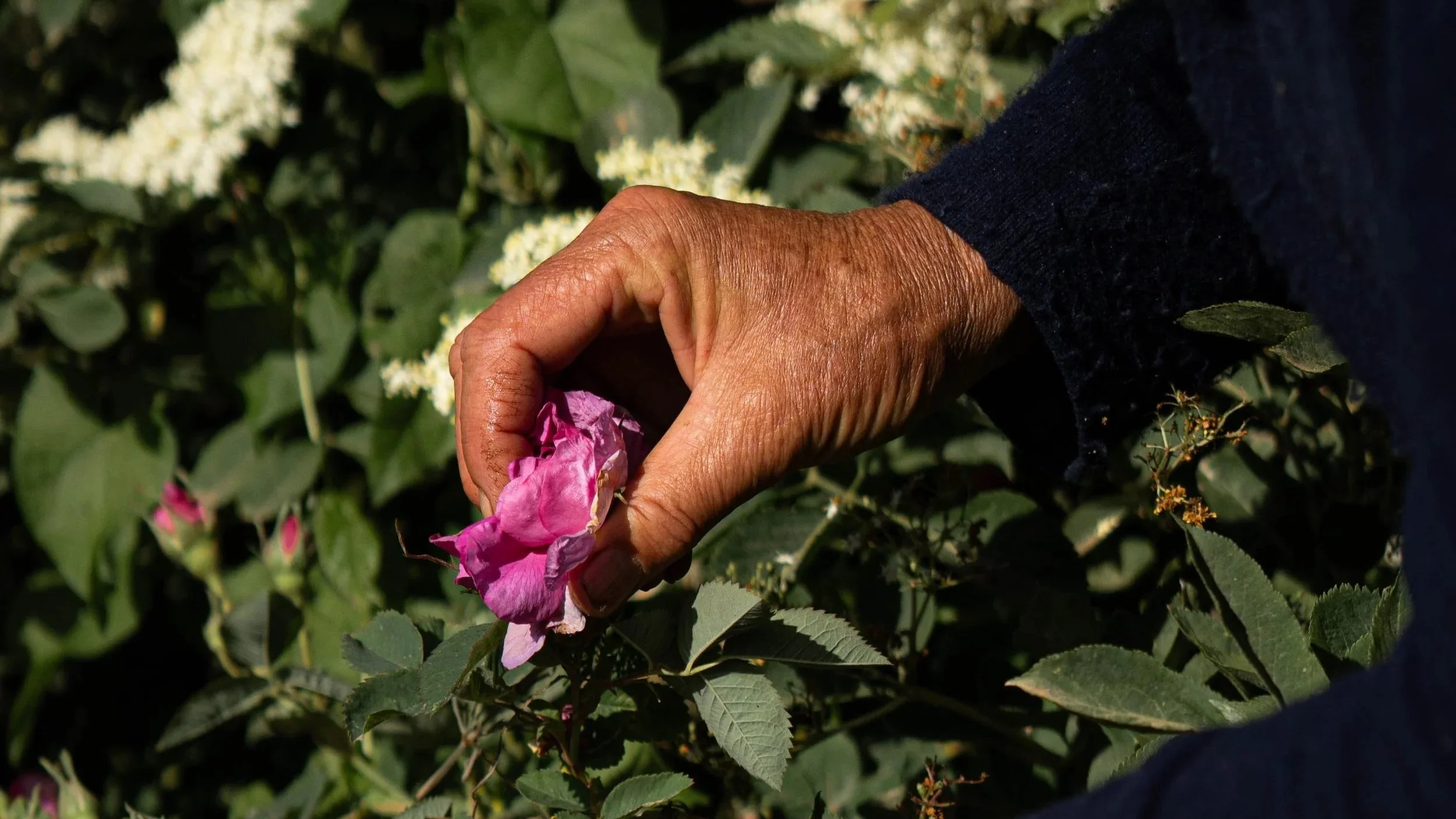 stage syntropie plantes médicinales, agroécologie plantes médicinales, agriculture syntropique, agroforesterie, agriculture régénérative, plantes médicinales, jardin en syntropie, herboriste paysanne, Camille Pelloux, Nat Muguet