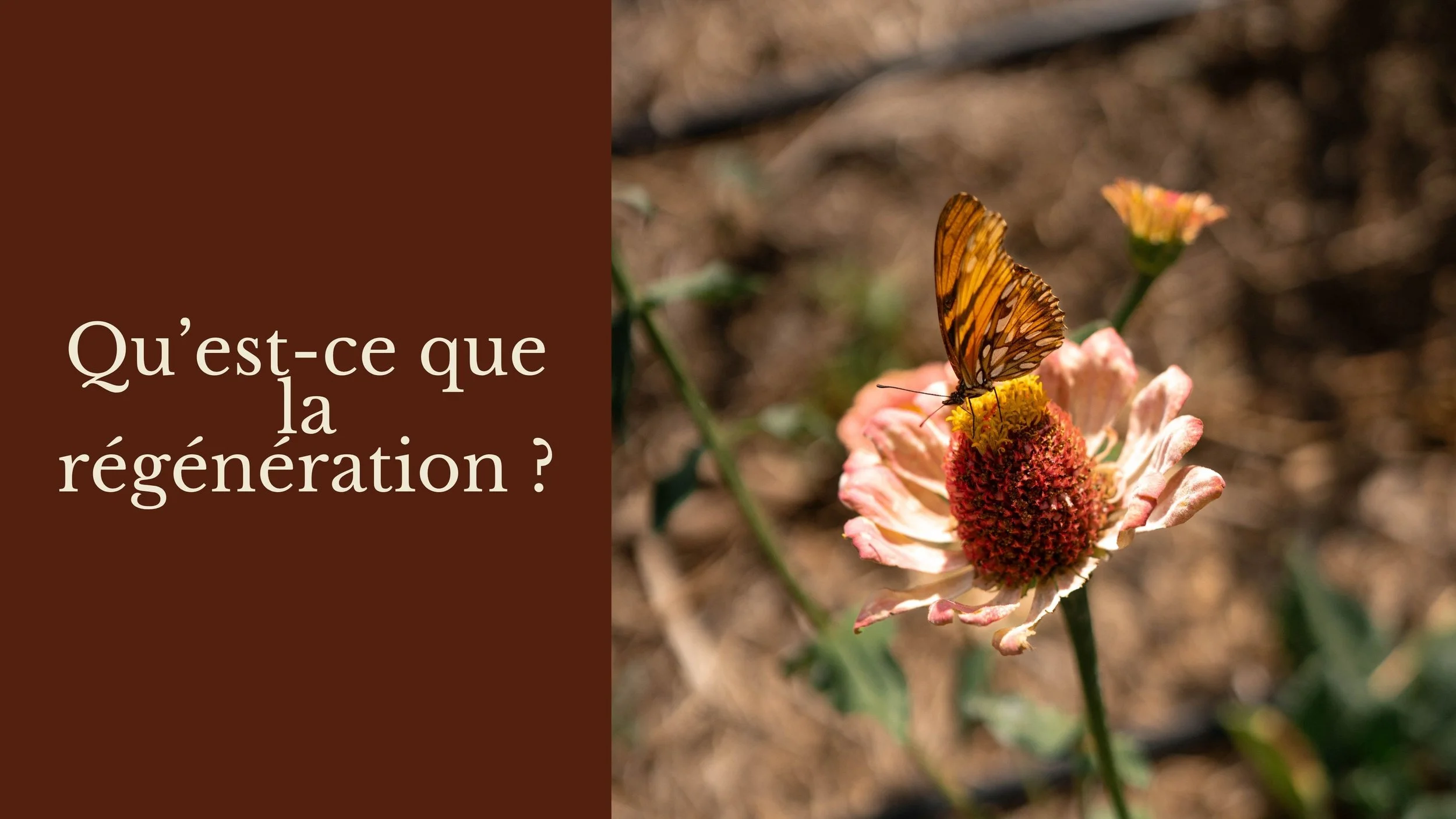 Une fleur rose avec un papillon orange perchée dessus, dans un environnement naturel. Sur la gauche, un fond marron avec le texte en français : "Qu'est-ce que la régénération ?"
