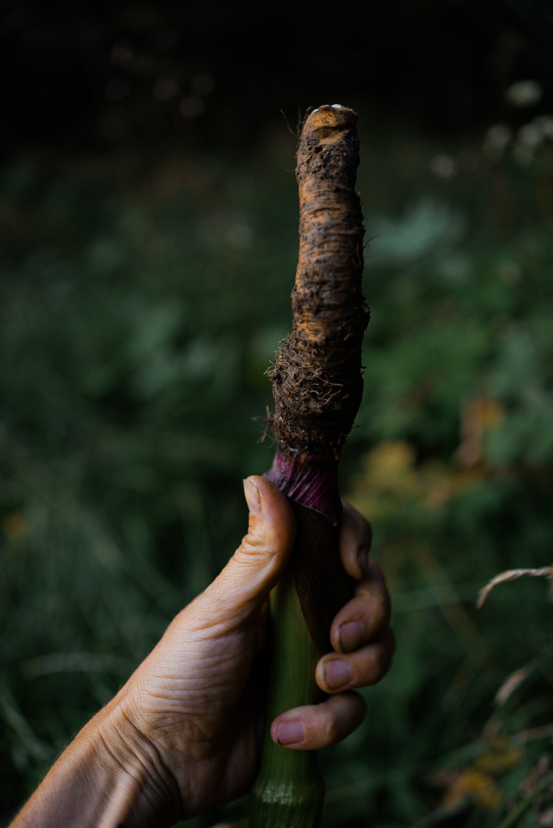 Camille Pelloux cueillette sauvage plantes médicinales plantes sauvages écoresponsable angélique