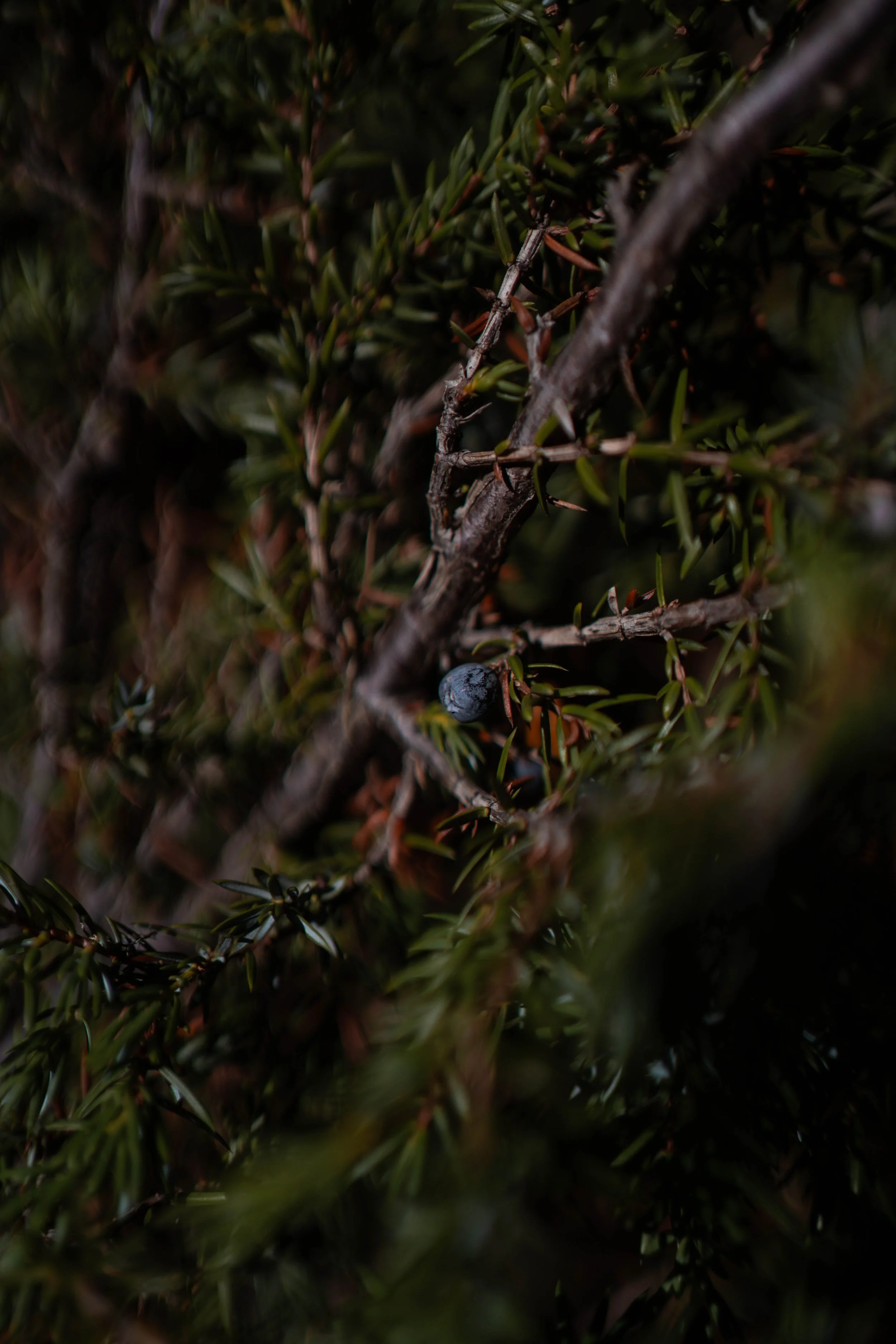 Genevrier juniperus comunis.jpg