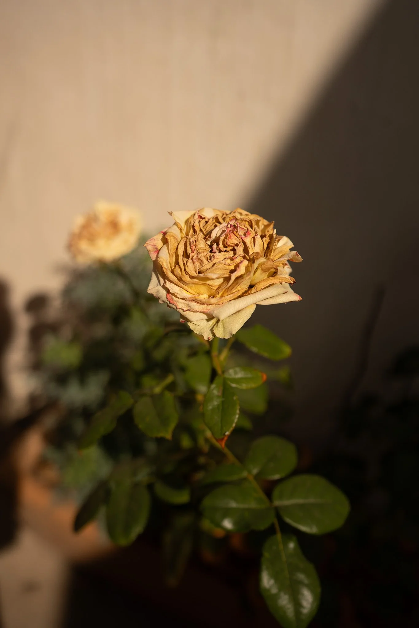 DSC01332.jpg
