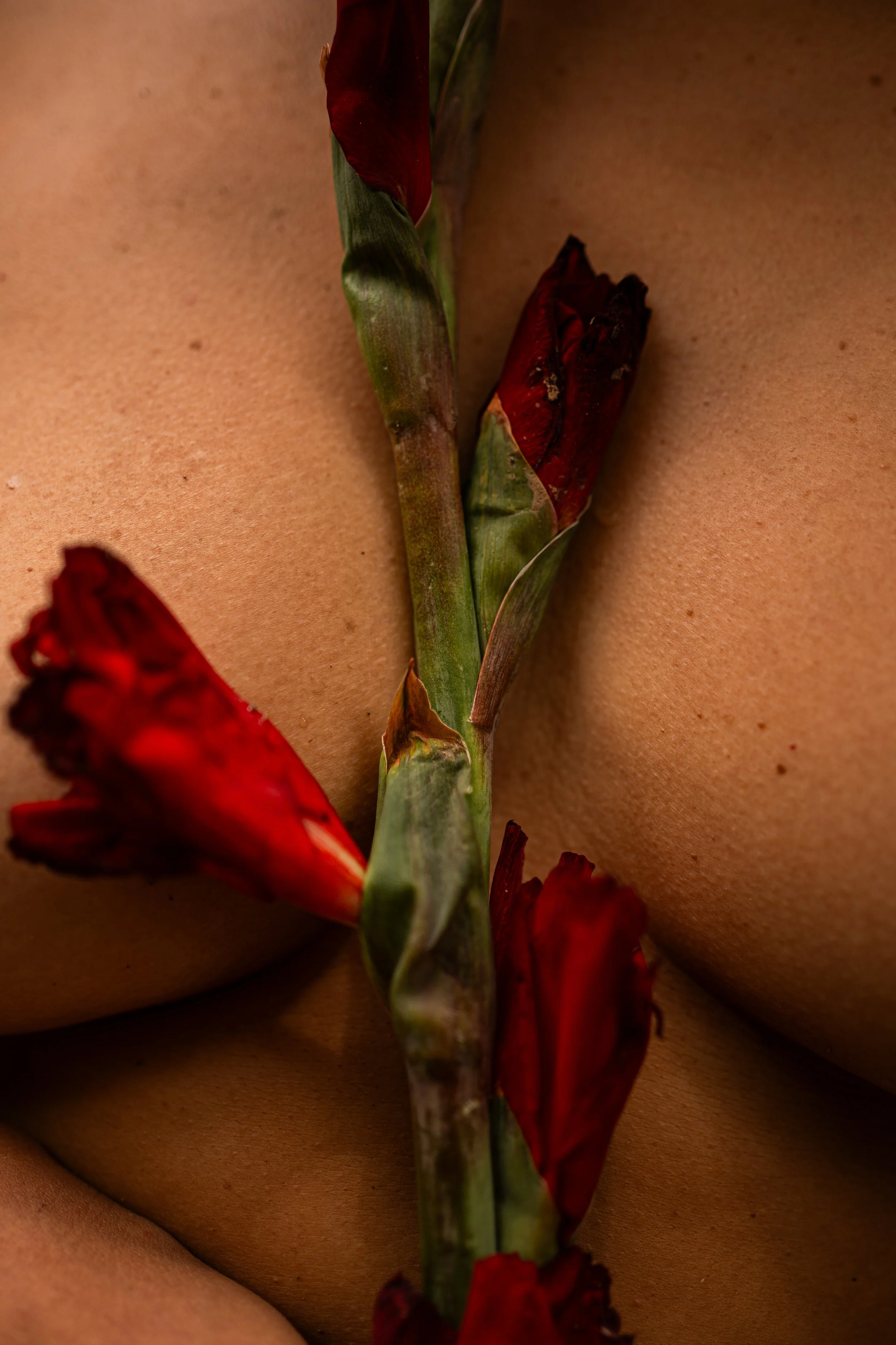 Camille Pelloux - Adriana-45.jpg