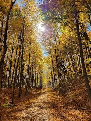 Individual In-Person Outdoor Psychotherapy Session