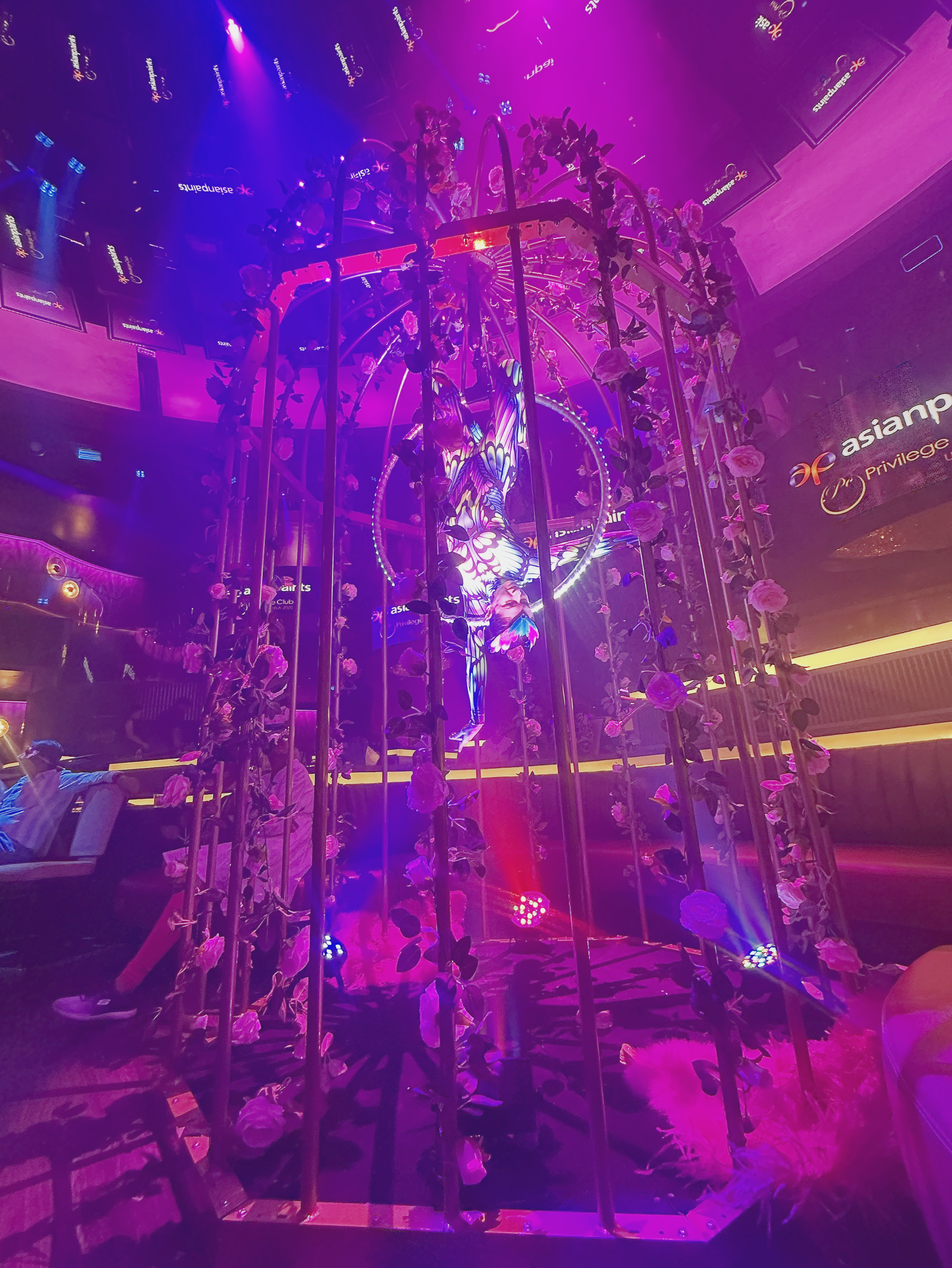 A decorative birdcage adorned with pink roses, illuminated with colorful stage lights, in a nightclub or entertainment venue.