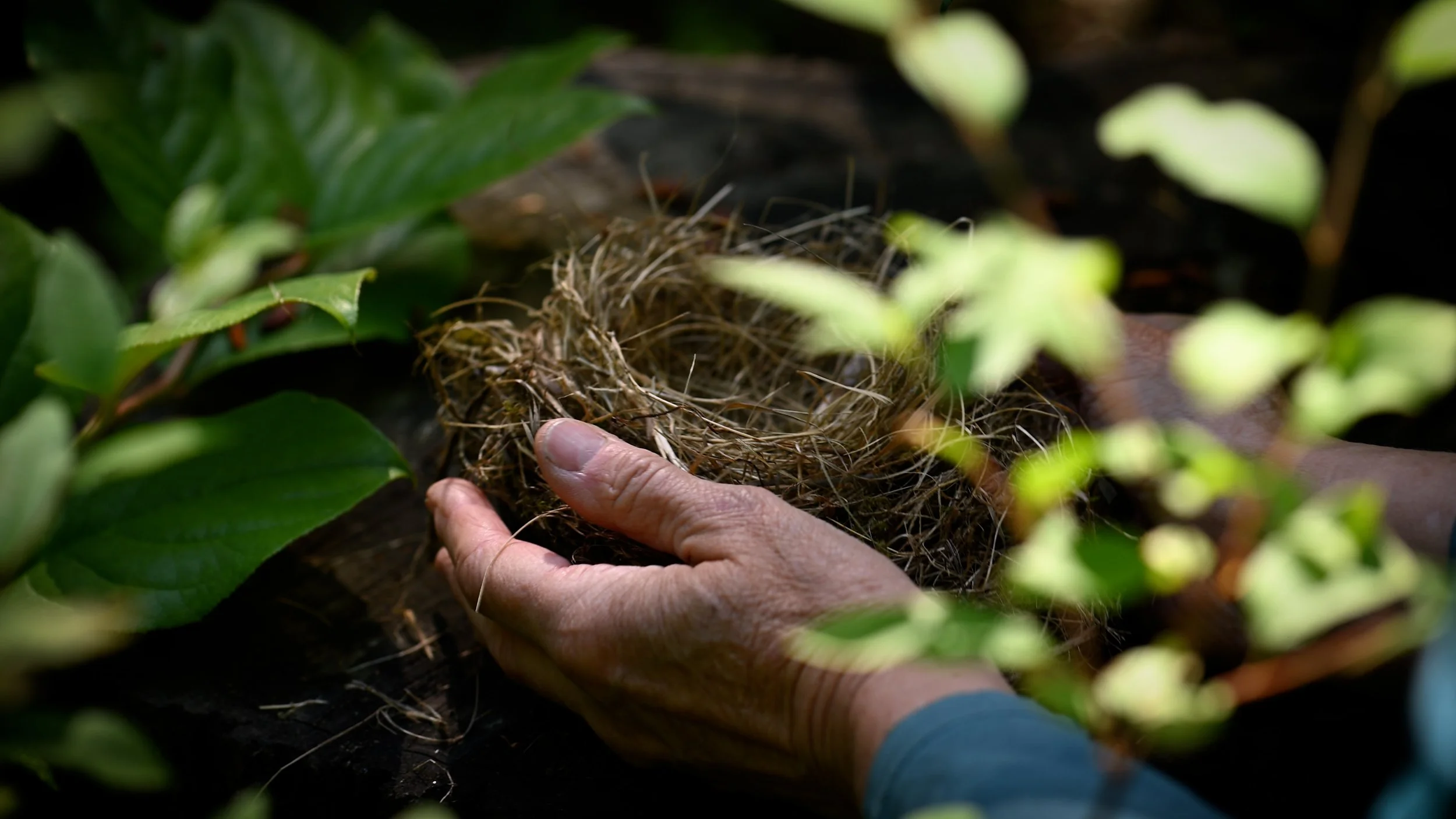 Hands holding a natural bird's nest