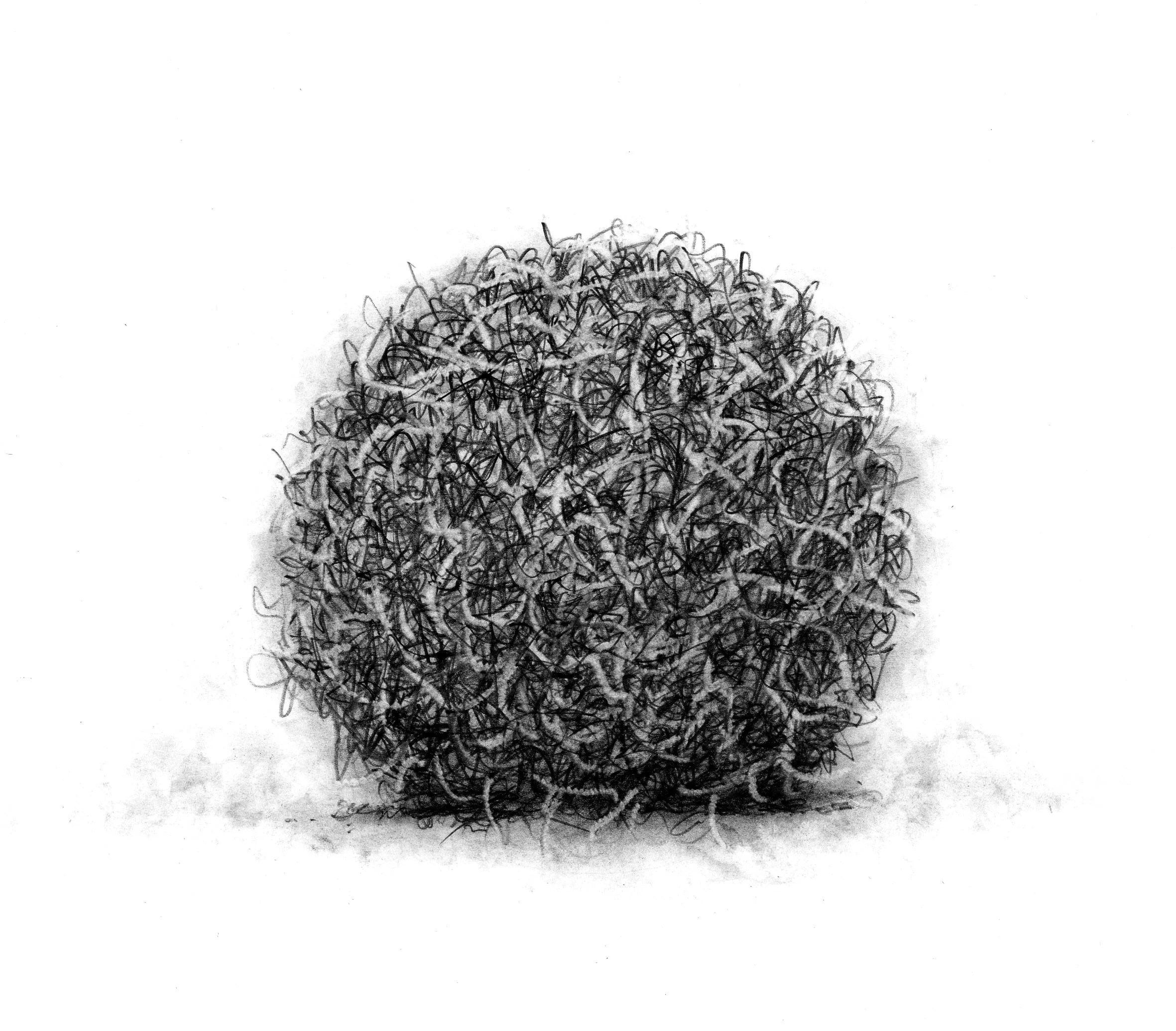 A black and white drawing of a person's head with curly hair, viewed from the back.