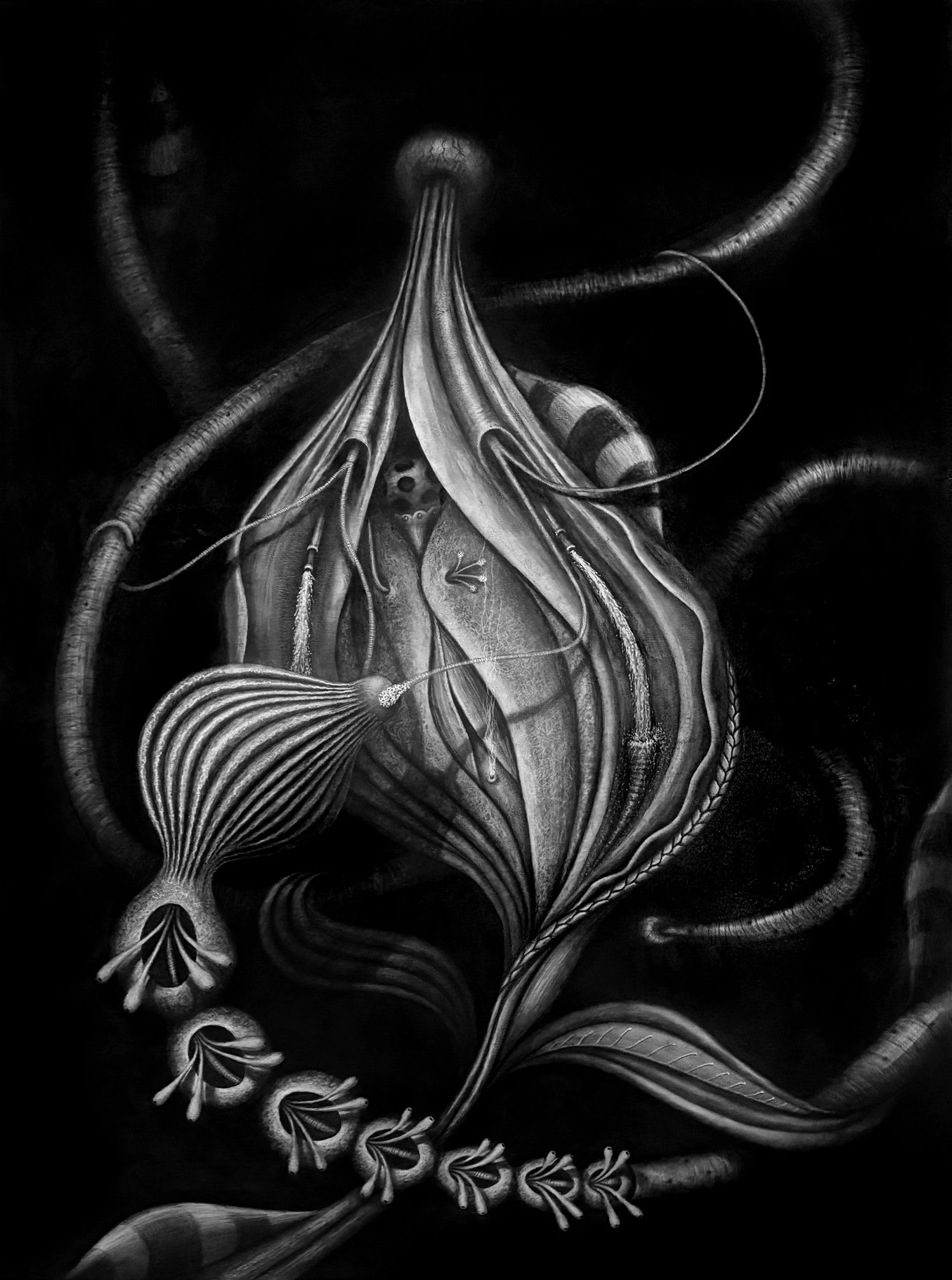 Black and white illustration of a plant with detailed, flowing leaves and stems against a dark background.