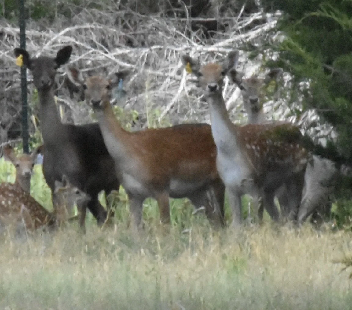 Check out the BRC Deer Episodes