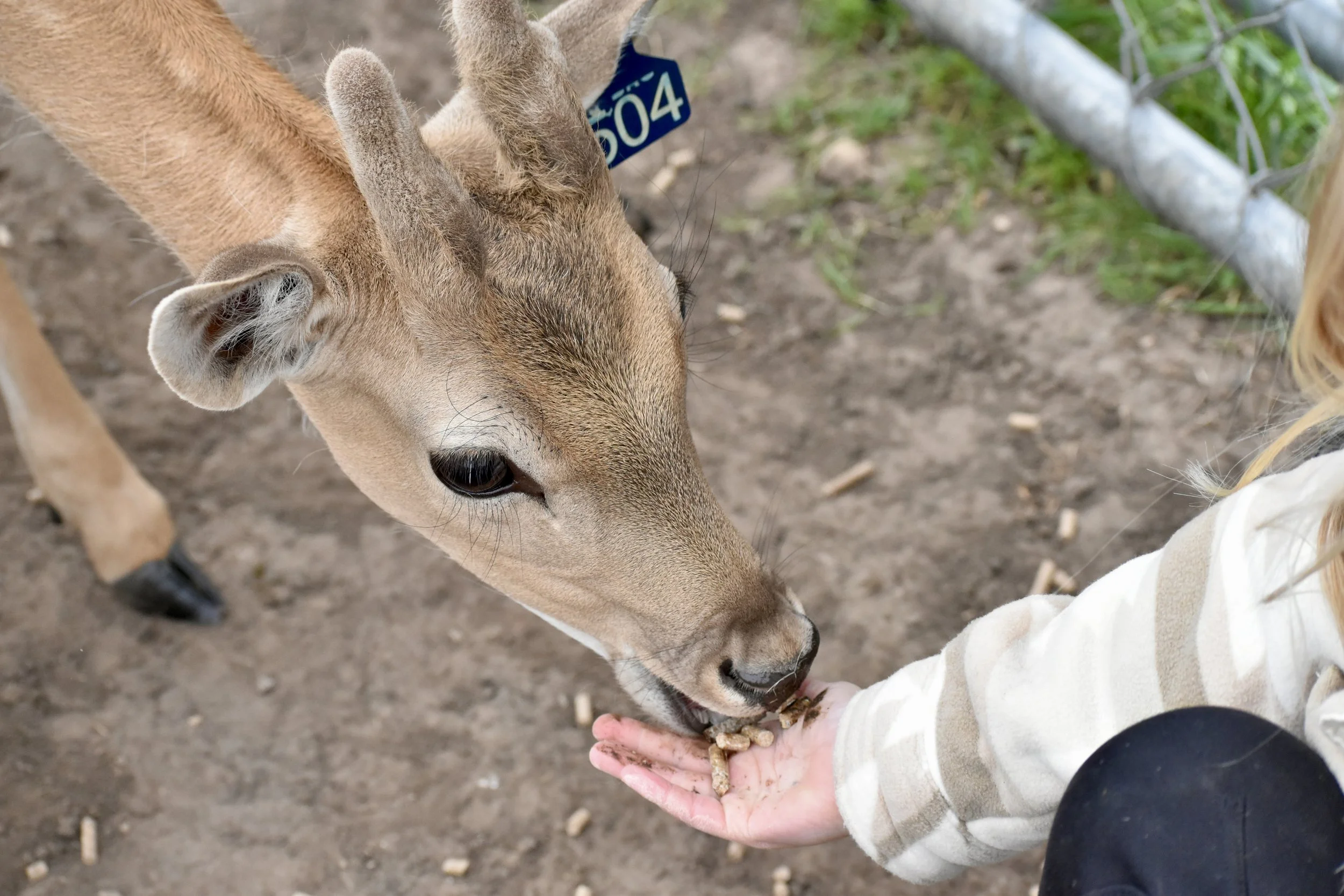 What Makes a Great Deer Farmer?&nbsp;