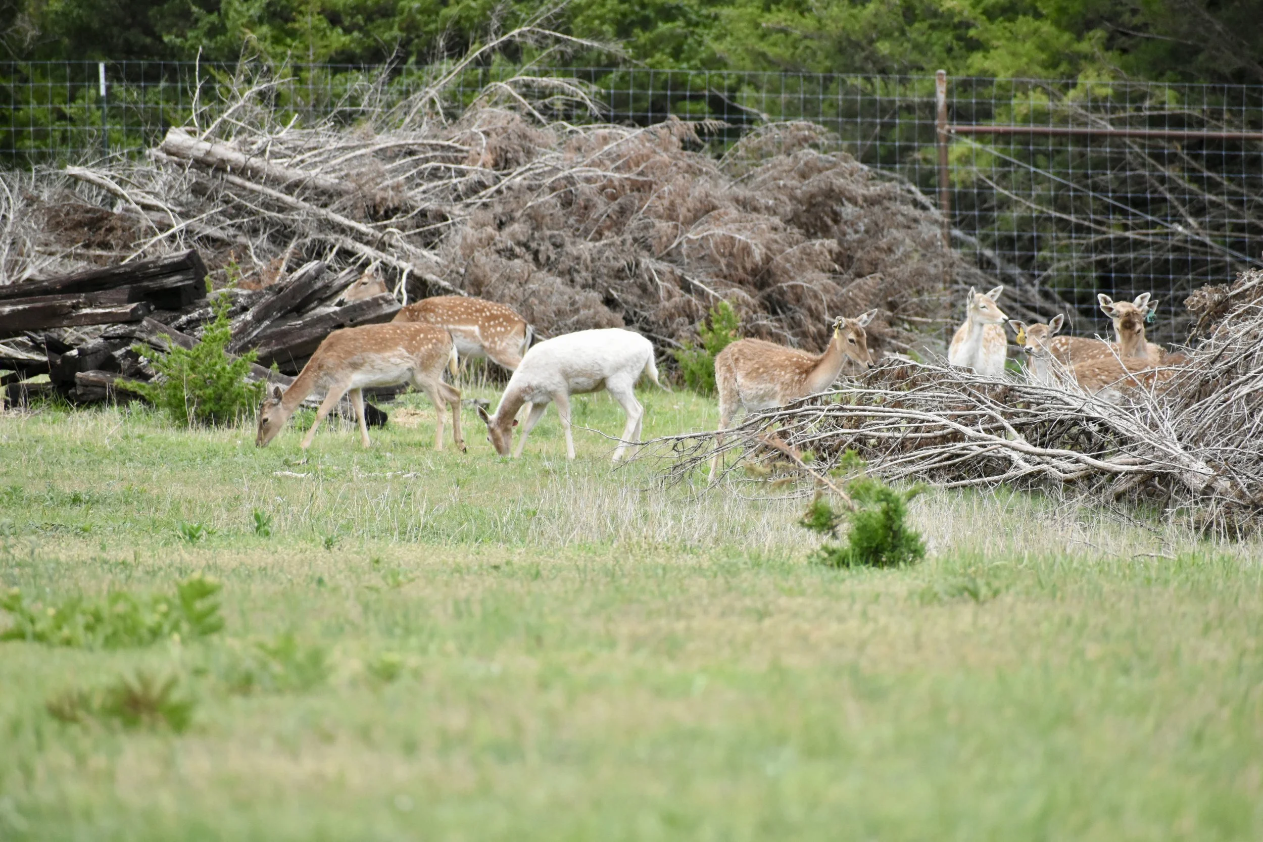 Know Your Herd Plan… and BUILD IT